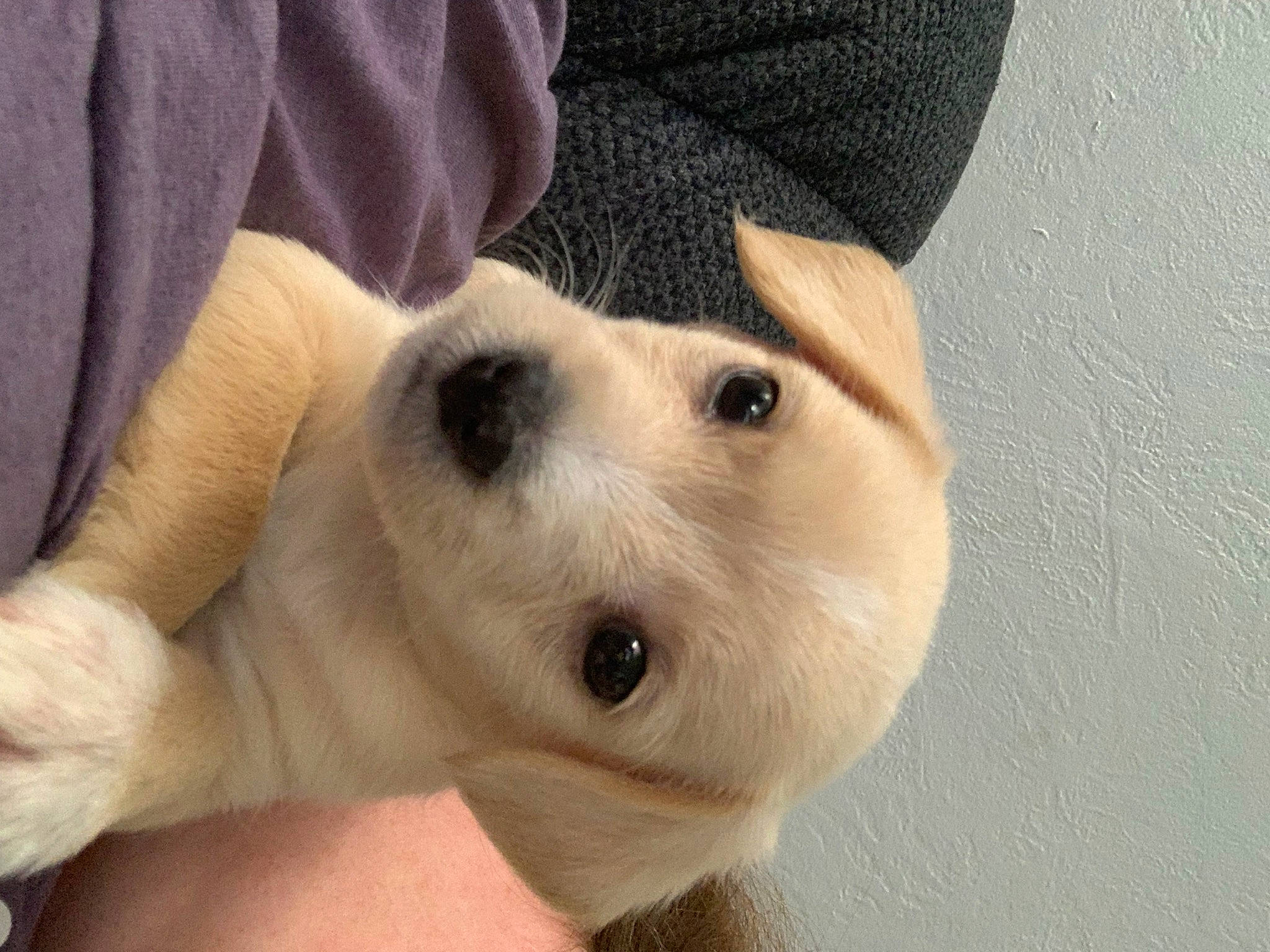 Toby joined the competition — help win amazing prizes! canidae, carnivore, companion_dog, dog, dog_breed, ear, eyelash, fawn, fur, non_sporting_group, puppy, puppy_love, selfie, snout, sporting_group, terrestrial_animal, toy, toy_dog, whiskers, working_animal