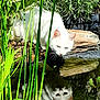 angora, animal, bird, cat, flower, grass, green, herbal, herbs, kitten, land, leaf, nature, outdoors, pet, plant, pond, pottedplant, vegetation, water