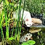 animal, cat, flower, grass, green, herbal, herbs, jungle, land, leaf, nature, outdoors, pet, plant, pond, rainforest, swamp, tree, vegetation, water