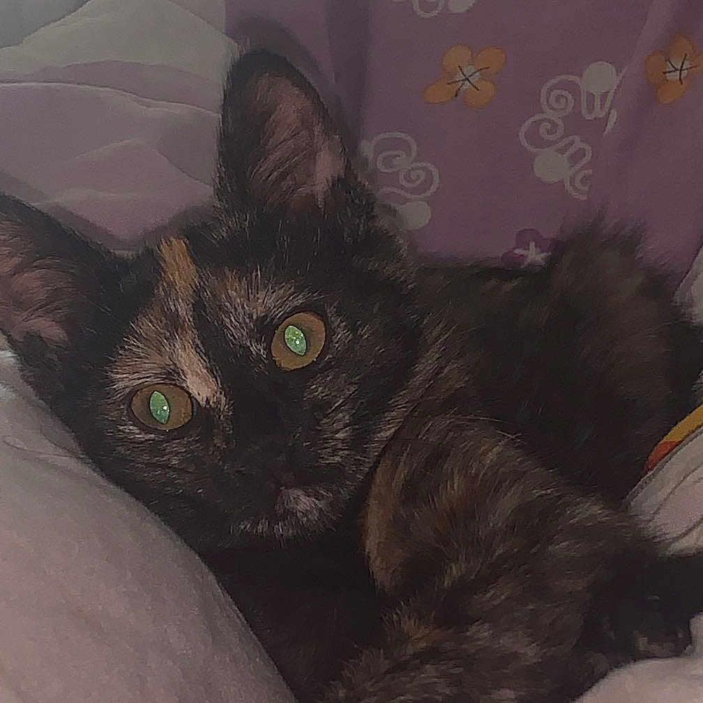 Mila participe au concours pour gagner de l'argent avec cette photo : animal, bed, bedroom, blanket, brasssection, cat, couch, cushion, furniture, homedecor, horn, indoors, kitten, manx, musicalinstrument, person, pet, quilt, room, sleeping