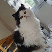 Bounty participe au concours pour gagner de l'argent avec cette photo : angora, animal, architecture, bed, building, cat, chair, curtain, diningtable, furniture, homedecor, indoors, interiordesign, livingroom, pet, room, table, tape, window, wood