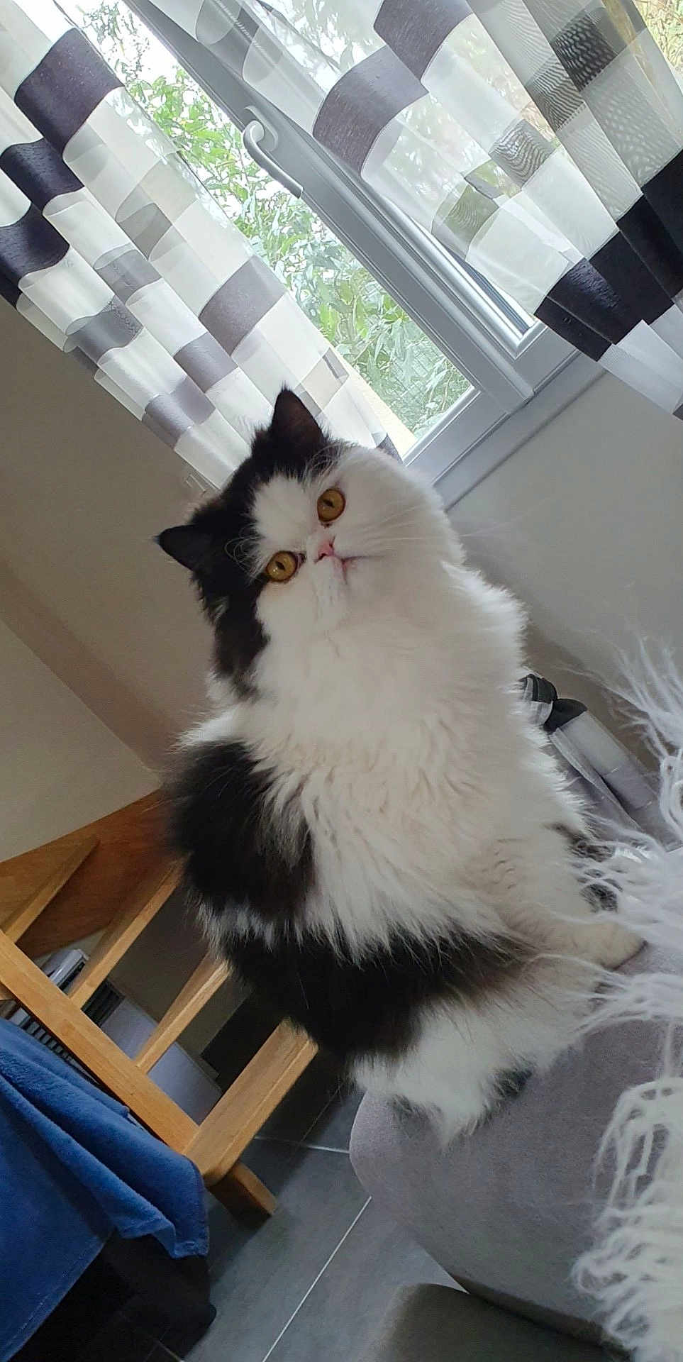 Bounty participe au concours pour gagner de l'argent avec cette photo : angora, animal, architecture, bed, building, cat, chair, curtain, diningtable, furniture, homedecor, indoors, interiordesign, livingroom, pet, room, table, tape, window, wood