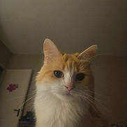 Nouna a rejoint le concours — aidez-le/la à gagner de superbes lots ! cat, orange_cat, white_cat, fluffy, indoor, pet, whiskers, curious, closeup, feline, animal, domestic_cat, portrait, soft_light, cute, household, face, ears, fur, looking