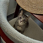Tenders participe au concours pour gagner de l'argent avec cette photo : animal, cat, chair, cozy, curious, cute, domestic, ears, furniture, home, indoor, kitten, looking_up, pet, placemat, small, tabby, table, texture, wood