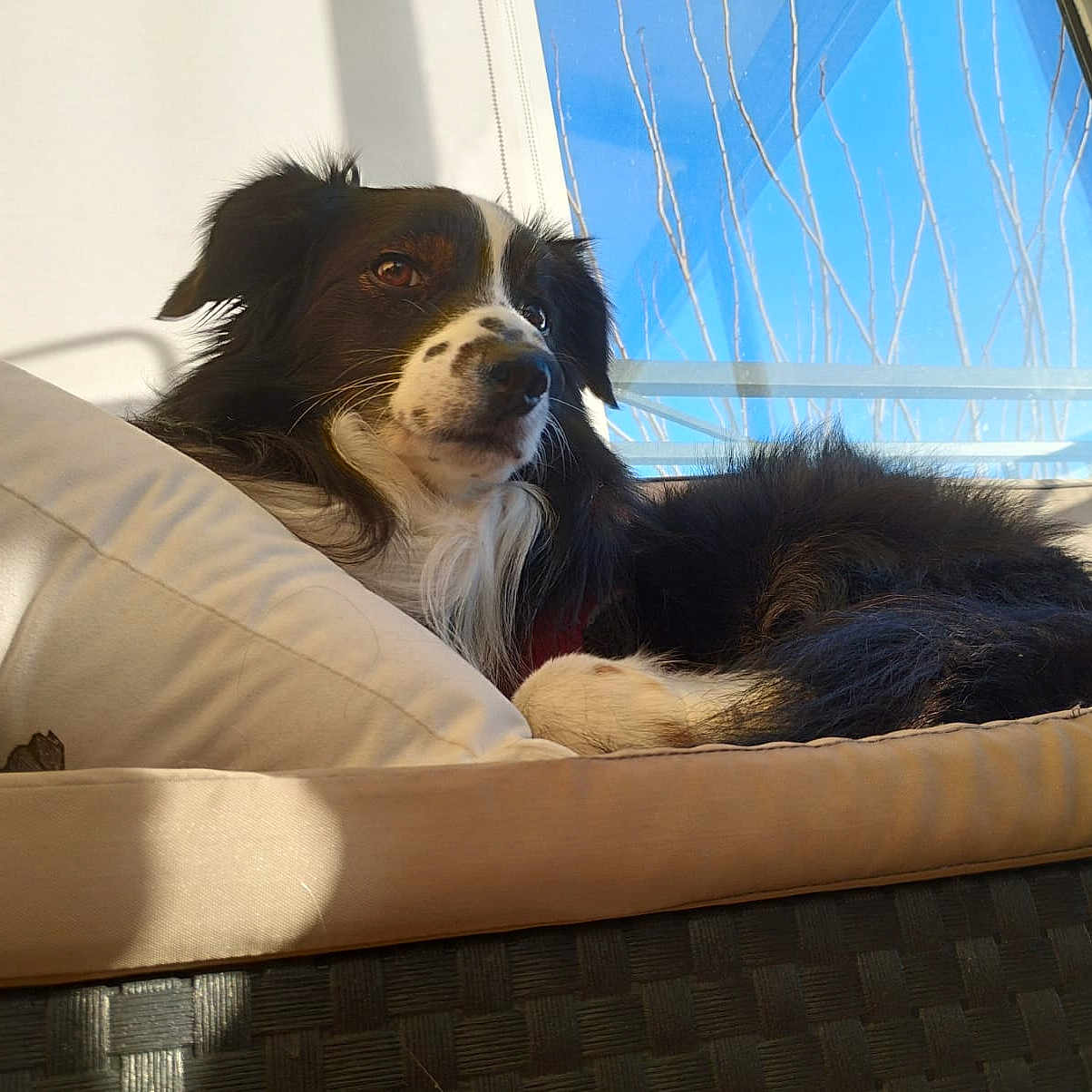 Ingrid Alix a rejoint le concours — aidez-le/la à gagner de superbes lots ! black_and_white, blue_sky, canine, chair, comfort, cozy, cushion, daylight, dog, domestic_animal, fluffy, fur, furniture, indoor, pet, relaxed, resting, sunlight, tree_branches, window