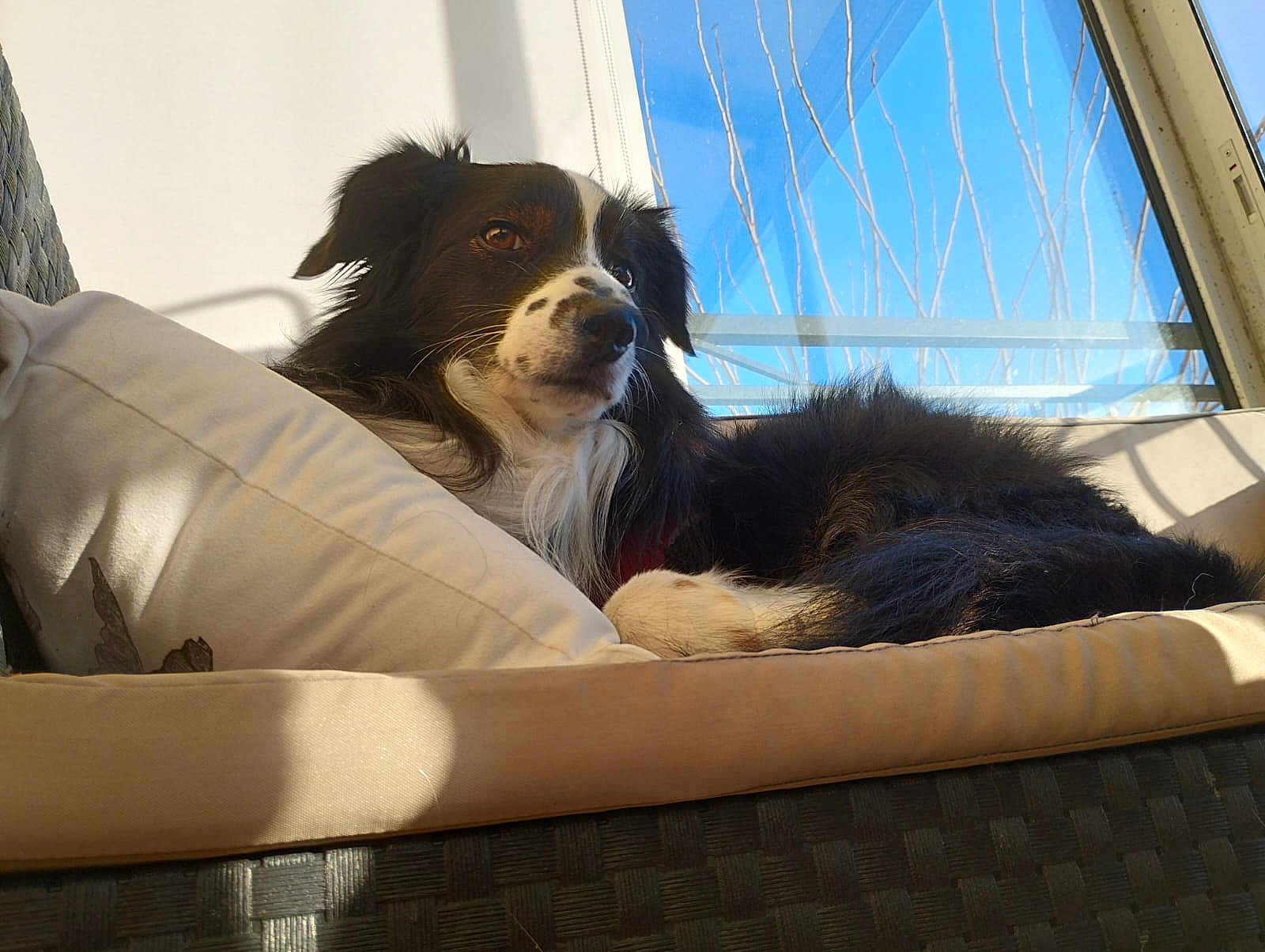 Ingrid Alix a rejoint le concours — aidez-le/la à gagner de superbes lots ! dog, black_and_white, fluffy, cushion, chair, indoor, sunlight, window, blue_sky, tree_branches, relaxed, pet, furniture, resting, comfort, domestic_animal, canine, fur, daylight, cozy