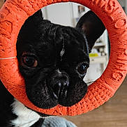 Tyson participe au concours pour gagner de l'argent avec cette photo : dog, french_bulldog, toy, orange, rubber_ring, close_up, pet, indoor, black_and_white, cute, animal, face, nose, ears, playful, texture, background, furniture, floor, blanket