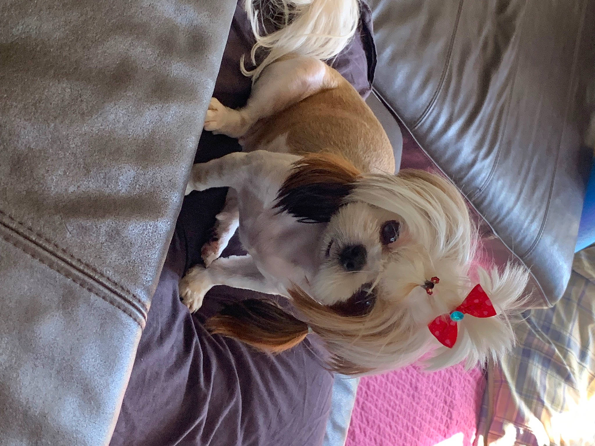 Yuna joined the competition — help win amazing prizes! canidae, carnivore, christmas, comfort, companion_dog, dog, dog_breed, dog_clothes, dog_collar, dog_supply, fawn, fur, puppy_love, small_terrier, snout, sporting_group, sunglasses, terrier, toy_dog, working_animal