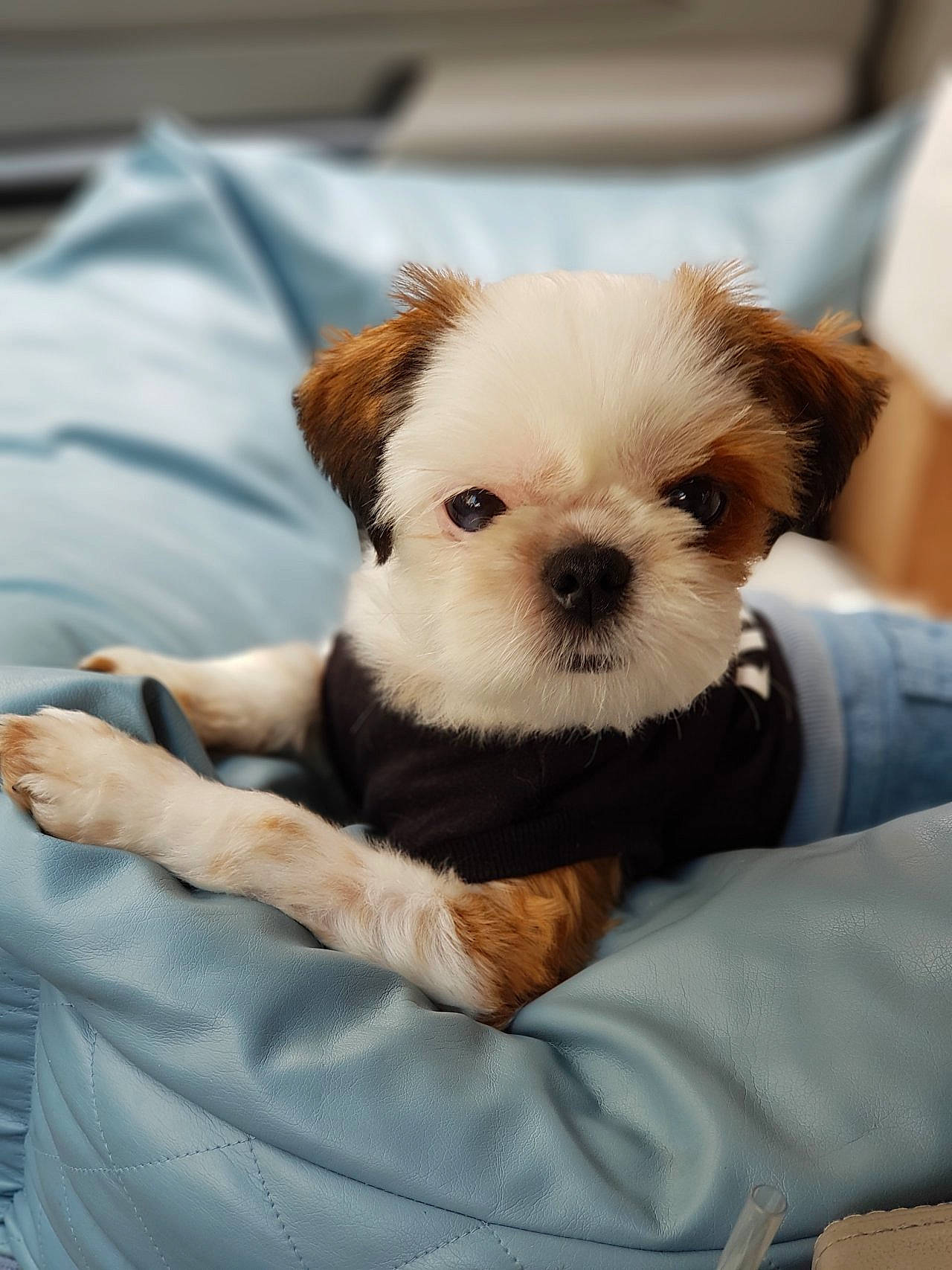 Yuna is registered to the contest to win money with this photo: canidae, carnivore, chihuahua, comfort, companion_dog, dog, dog_breed, dog_clothes, dog_supply, fawn, fur, pet_supply, puppy_love, small_terrier, snout, sporting_group, terrier, toy_dog, whiskers, working_animal