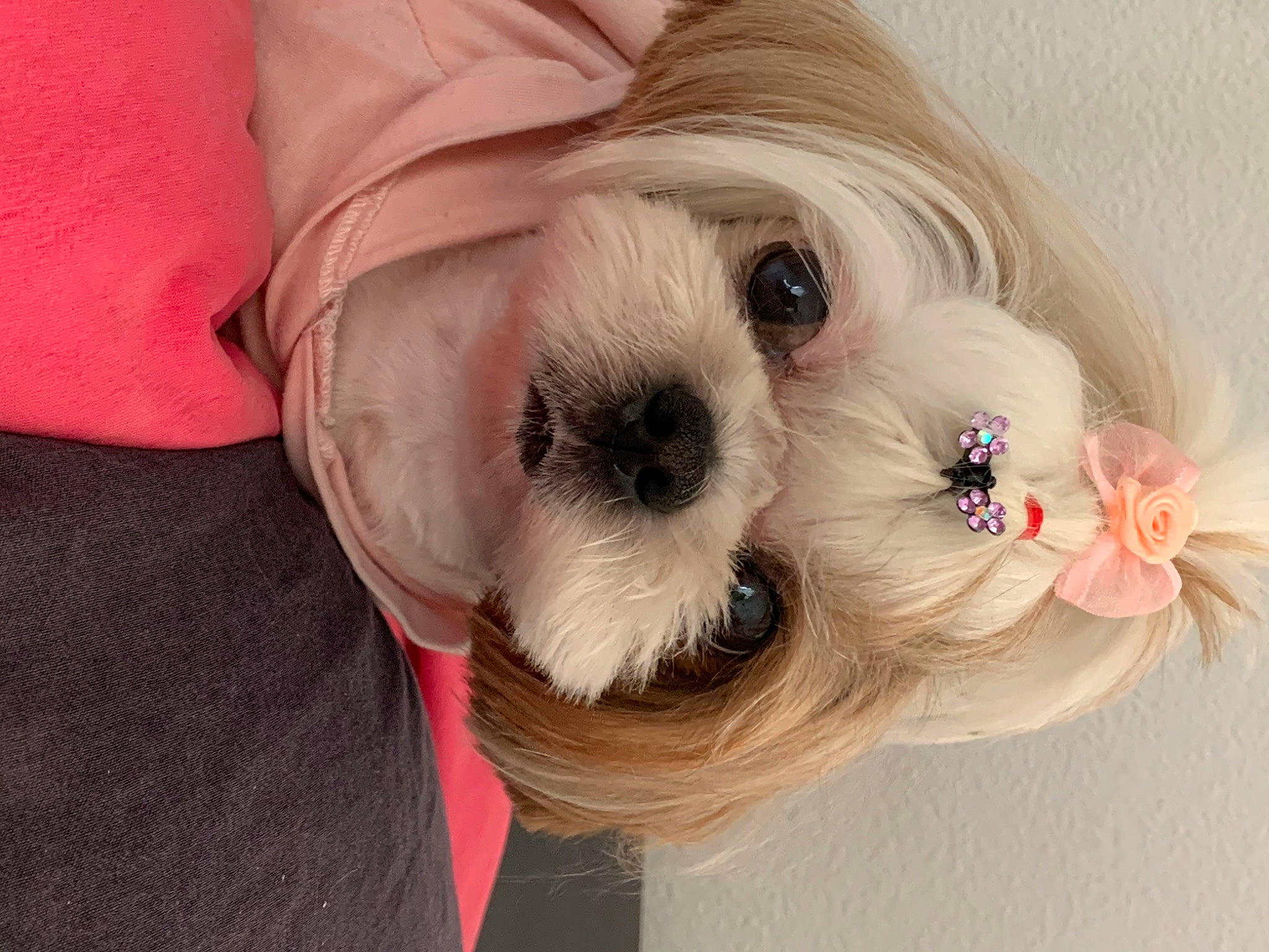 Yuna is registered to the contest to win money with this photo: canidae, carnivore, companion_dog, dog, dog_breed, dog_clothes, dog_collar, dog_supply, ear, eyewear, fawn, fur, liver, small_terrier, snout, sporting_group, sunglasses, terrier, toy_dog, working_animal