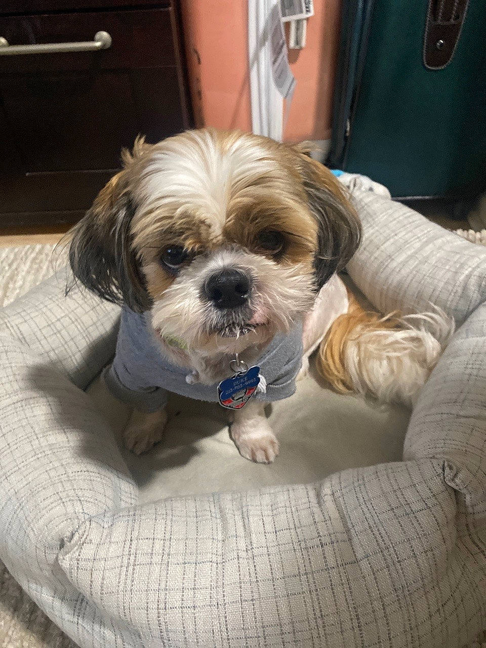 Fred is registered to the contest to win money with this photo: biewer_terrier, canidae, carnivore, comfort, companion_dog, dog, dog_breed, dog_supply, fawn, fur, liver, maltepoo, puppy_love, shih_tzu, small_terrier, snout, sporting_group, terrier, toy_dog, working_animal