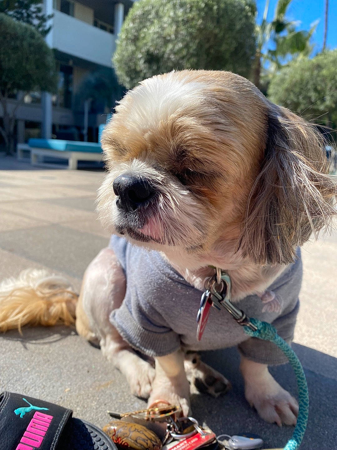 Fred is registered to the contest to win money with this photo: bag, carnivore, collar, companion_dog, dog, dog_breed, dog_collar, dog_supply, fashion_accessory, fawn, fur, leash, liver, shih_tzu, snout, sporting_group, toy_dog, tree, working_animal, wrinkle