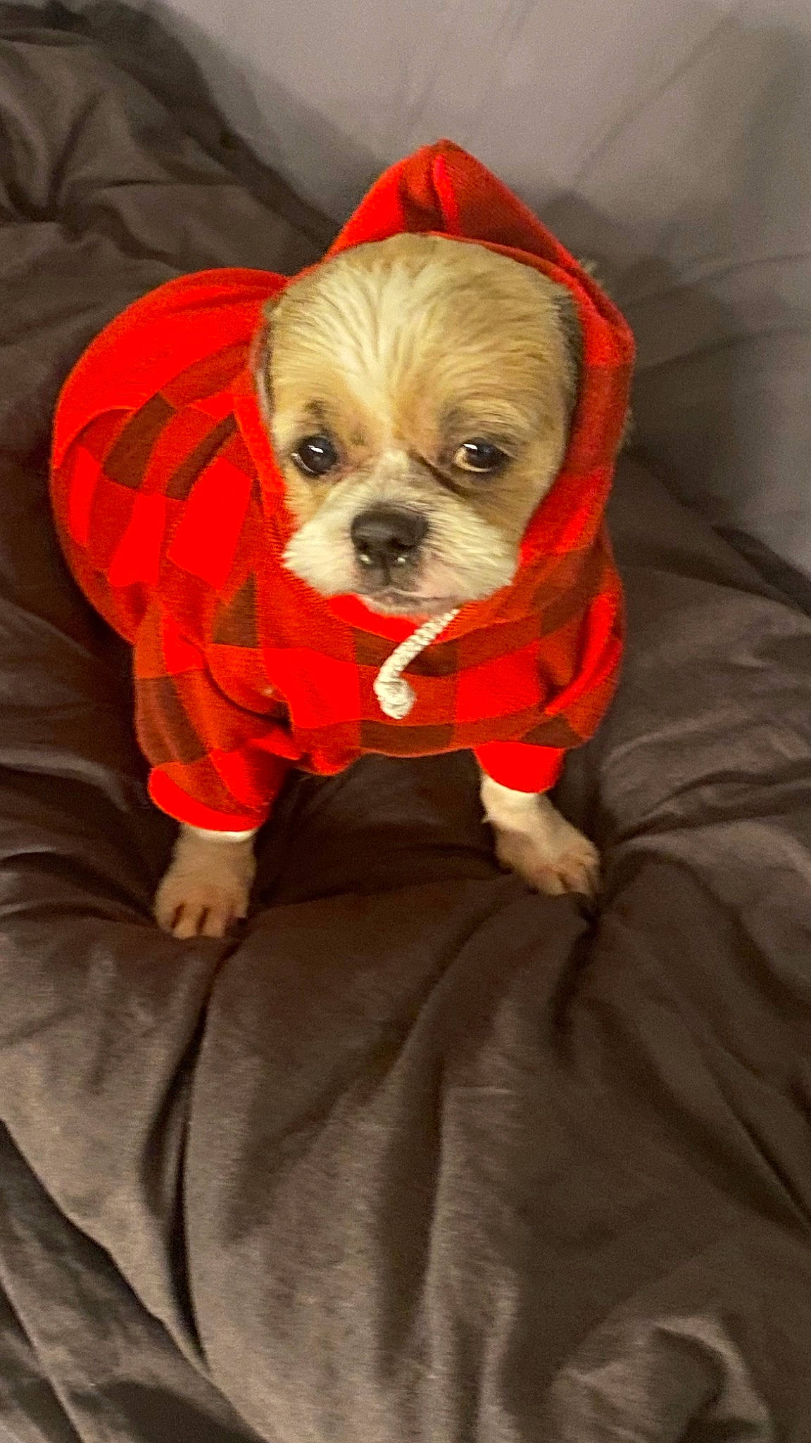 Fred is registered to the contest to win money with this photo: carnivore, comfort, companion_dog, dog, dog_breed, dog_clothes, dog_supply, fawn, fur, hat, orange, personal_protective_equipment, small_terrier, snout, sporting_group, sunglasses, toy_dog, whiskers, working_animal, wrinkle