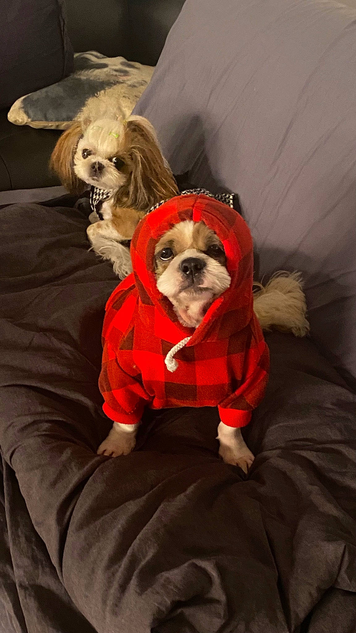 Fred is registered to the contest to win money with this photo: bag, canidae, carnivore, comfort, companion_dog, dog, dog_breed, dog_clothes, dog_supply, fawn, fur, orange, personal_protective_equipment, pet_supply, sleeve, snout, sporting_group, sunglasses, toy_dog, working_animal