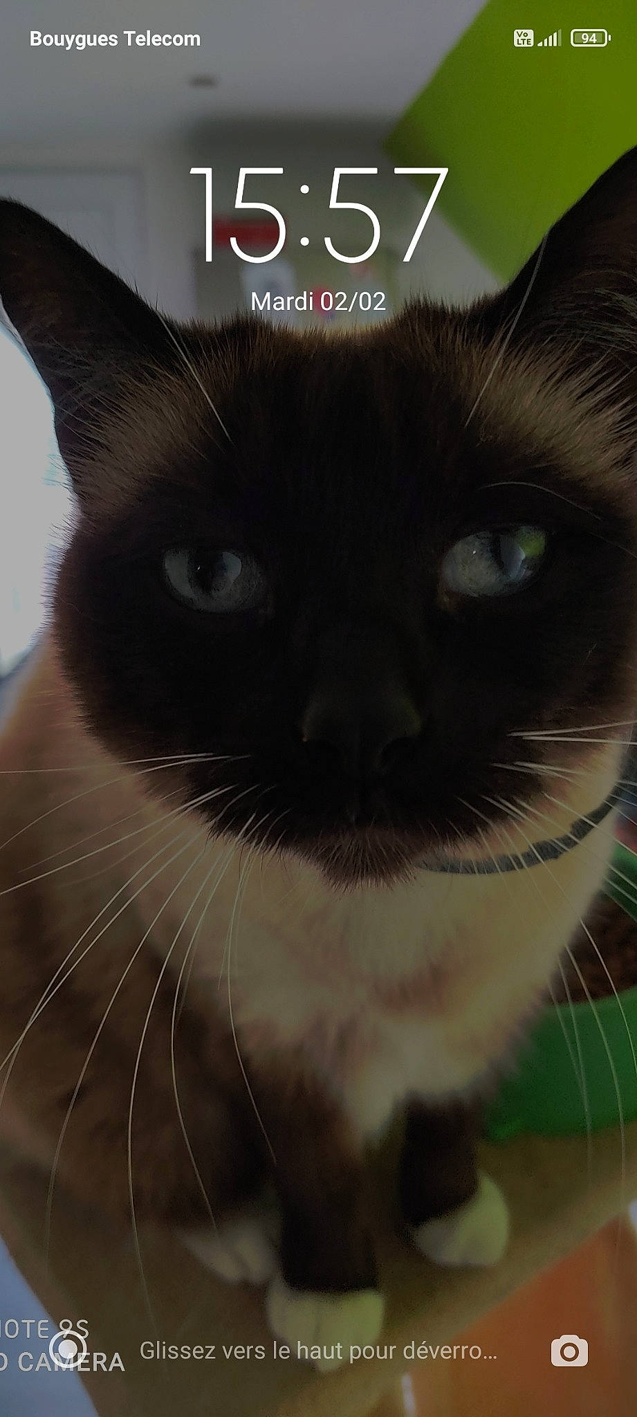 Inoa participe au concours pour gagner de l'argent avec cette photo : carnivore, cat, domestic_short_haired_cat, felidae, font, fur, iris, light, photo_caption, publication, small_to_medium_sized_cats, snout, terrestrial_animal, whiskers