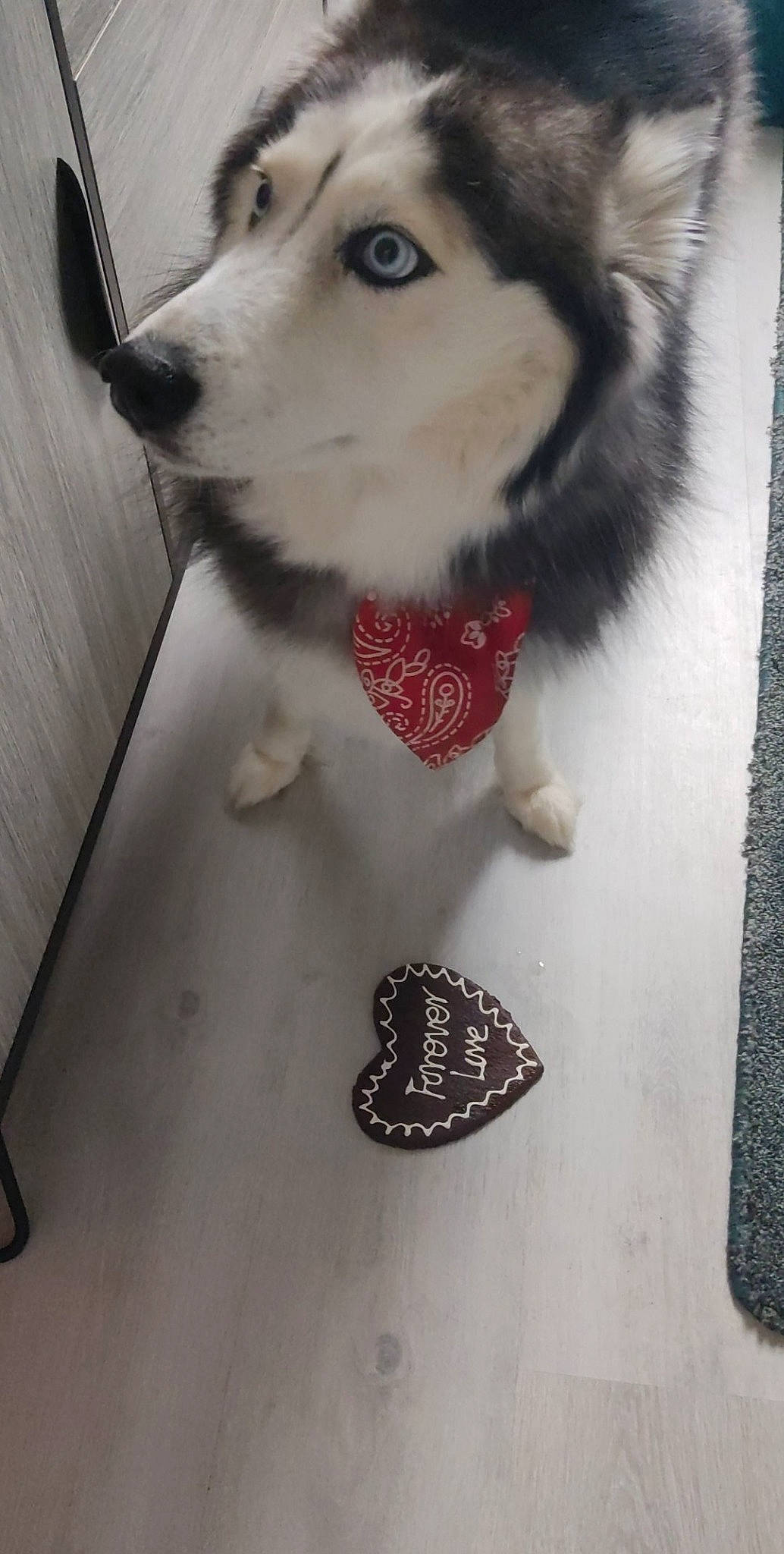 Neïcka participe au concours pour gagner de l'argent avec cette photo : art, canis, carmine, carnivore, collar, companion_dog, dog, dog_breed, fashion_accessory, flooring, fur, pattern, siberian_husky, sled_dog, snout, sporting_group, whiskers, white, wolf, working_animal