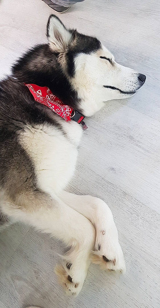 Neïcka a rejoint le concours — aidez-le/la à gagner de superbes lots ! canidae, canis, carmine, carnivore, collar, companion_dog, dog, dog_breed, dog_collar, fur, jaw, paw, siberian_husky, sled_dog, snout, sporting_group, tail, whiskers, wolf, working_animal