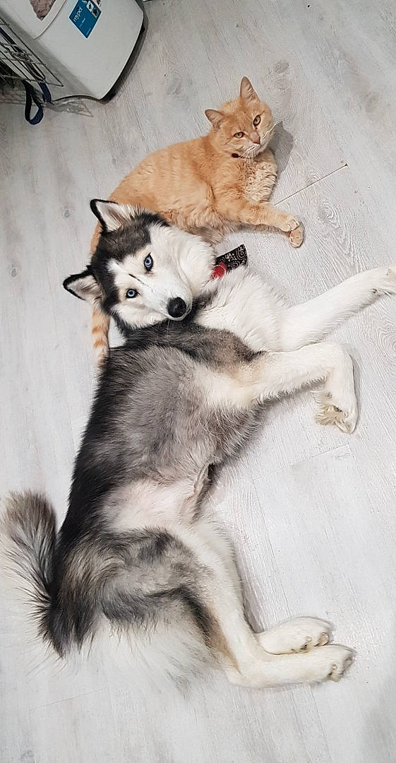 Neïcka participe au concours pour gagner de l'argent avec cette photo : ancient_dog_breeds, canidae, canis, carnivore, claw, comfort, companion_dog, dog, dog_breed, fawn, felidae, fur, paw, siberian_husky, sled_dog, small_to_medium_sized_cats, snout, sporting_group, tail, whiskers