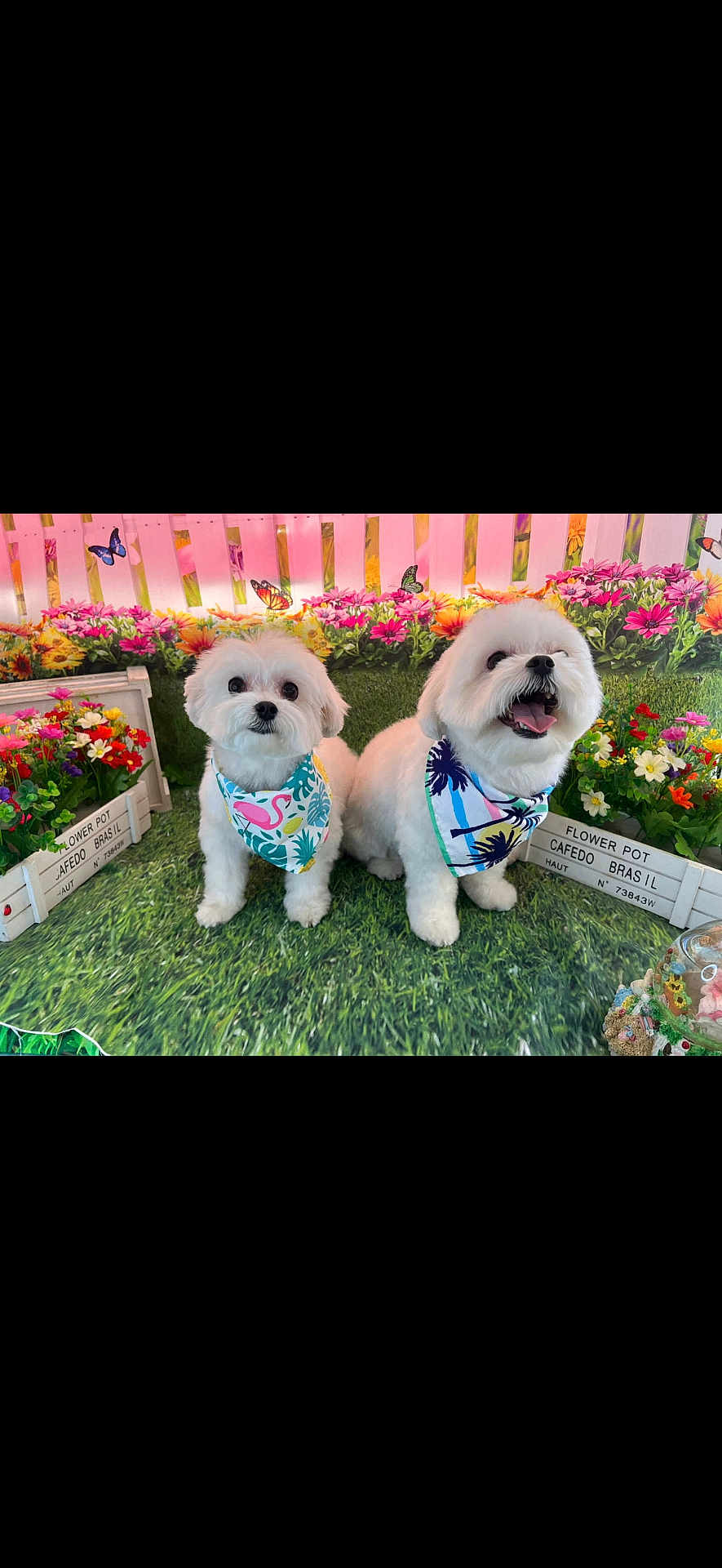 Snow is registered to the contest to win money with this photo: dog, white_dog, bandana, flower_pot, flowers, grass, greenery, pink_fence, butterfly, pet, cute, happy, smiling, sitting, indoor, decorative, colorful, fluffy, portrait, animal