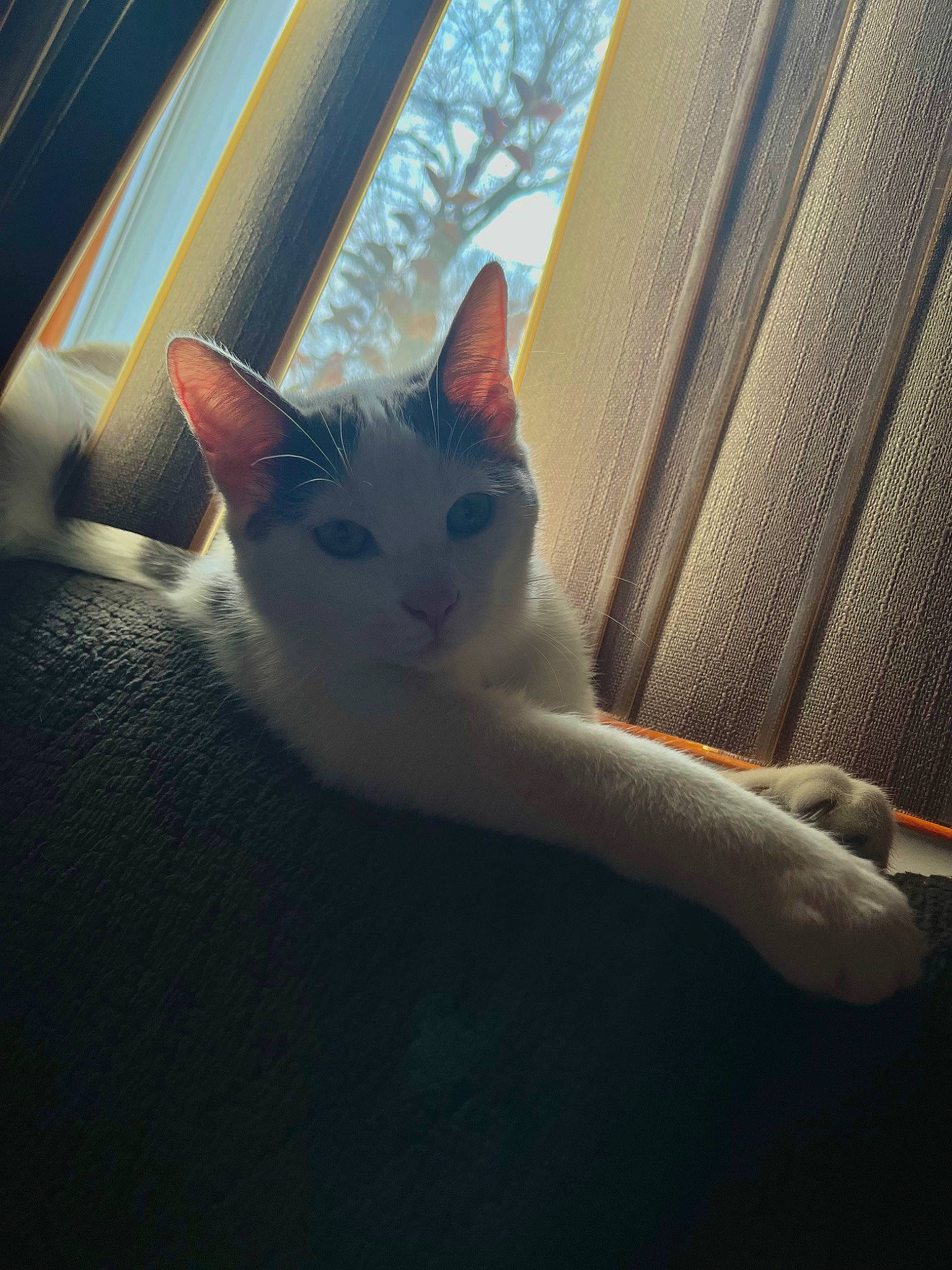 Angel joined the competition — help win amazing prizes! carnivore, cat, domestic_short_haired_cat, fawn, felidae, fur, human_leg, metal, paw, sitting, sky, small_to_medium_sized_cats, snout, square, tail, tints_and_shades, tree, whiskers, window, wood