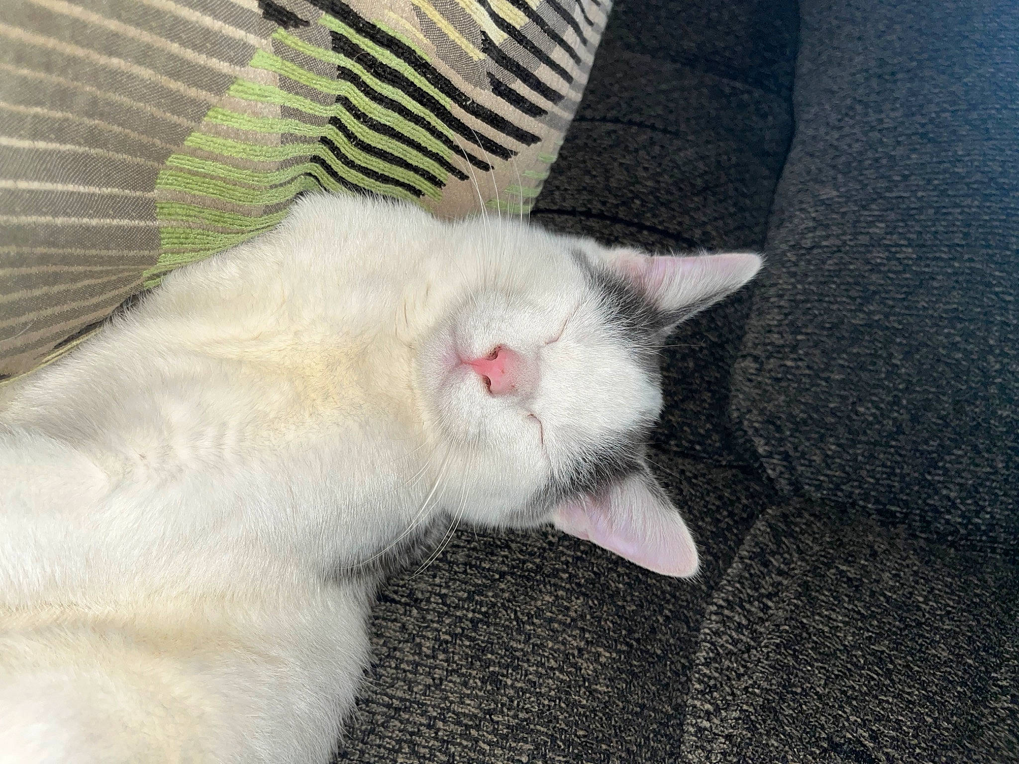 Angel joined the competition — help win amazing prizes! carnivore, cat, claw, comfort, domestic_short_haired_cat, fawn, felidae, fur, nap, paw, sleep, small_to_medium_sized_cats, snout, tail, terrestrial_animal, whiskers