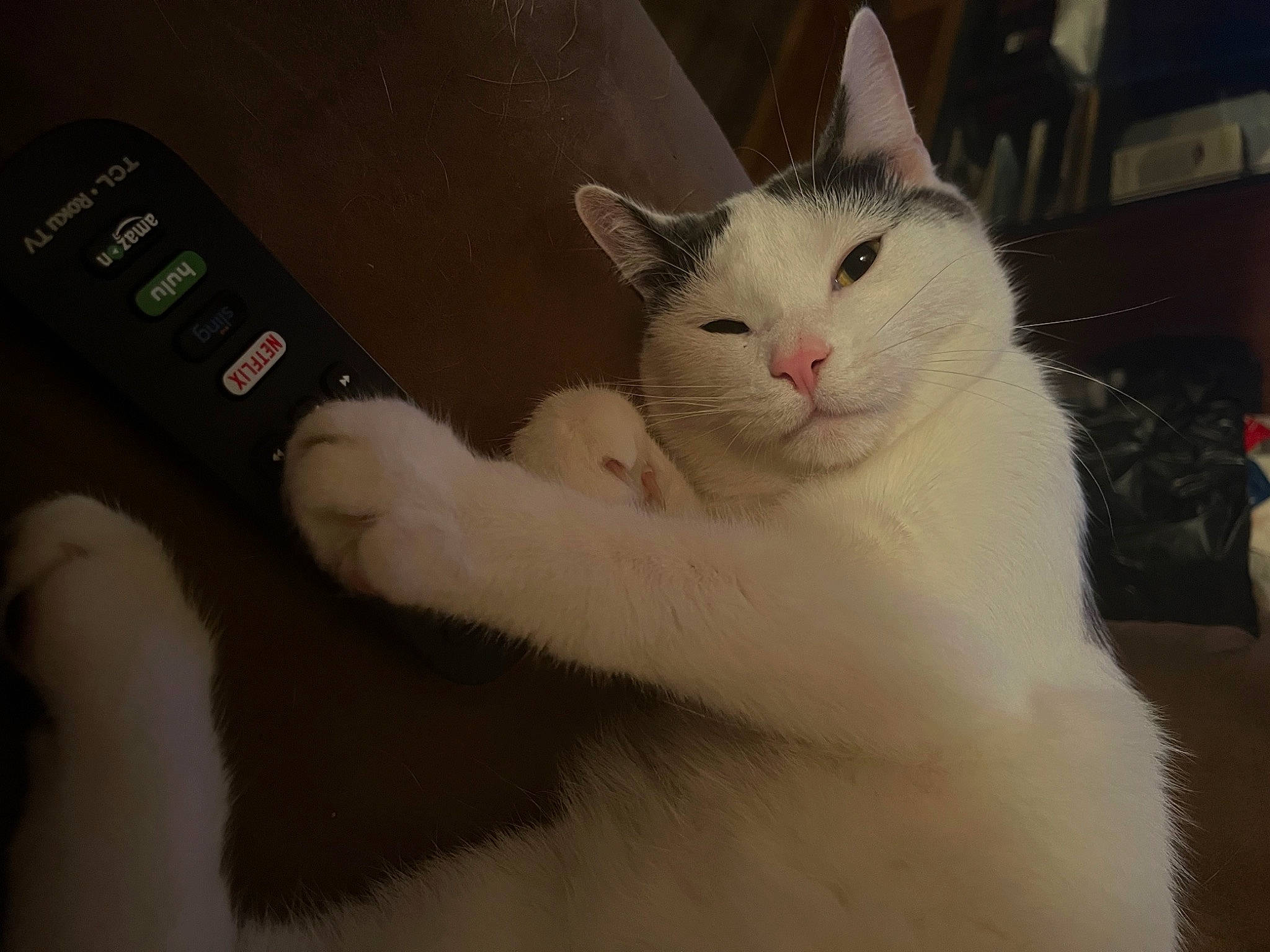 Angel joined the competition — help win amazing prizes! carnivore, cat, comfort, communication_device, domestic_short_haired_cat, eye, felidae, fur, gadget, gesture, media_player, paw, portable_media_player, remote_control, small_to_medium_sized_cats, snout, tail, whiskers
