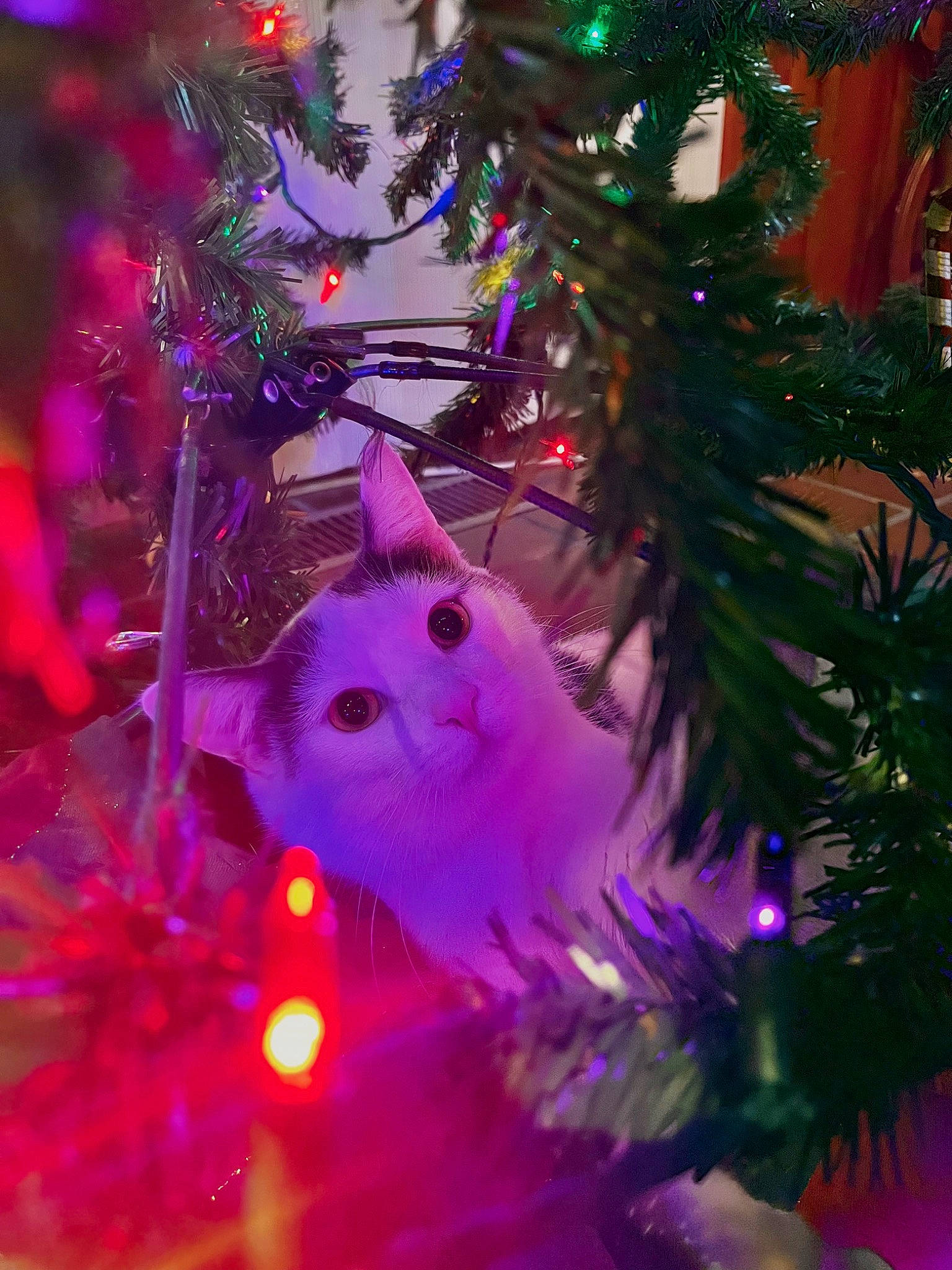 Angel is registered to the contest to win money with this photo: branch, christmas, christmas_decoration, christmas_eve, christmas_lights, christmas_ornament, christmas_tree, conifer, event, evergreen, holiday, holiday_ornament, interior_design, magenta, nature, organism, ornament, purple, tradition, woody_plant