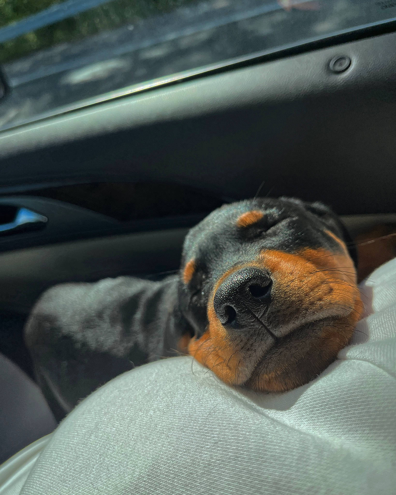 Laya joined the competition — help win amazing prizes! auto_part, automotive_exterior, canidae, carnivore, comfort, companion_dog, dog, dog_breed, door, fawn, fixture, grey, guard_dog, sporting_group, terrestrial_animal, vehicle, vehicle_door, whiskers, windshield, working_dog