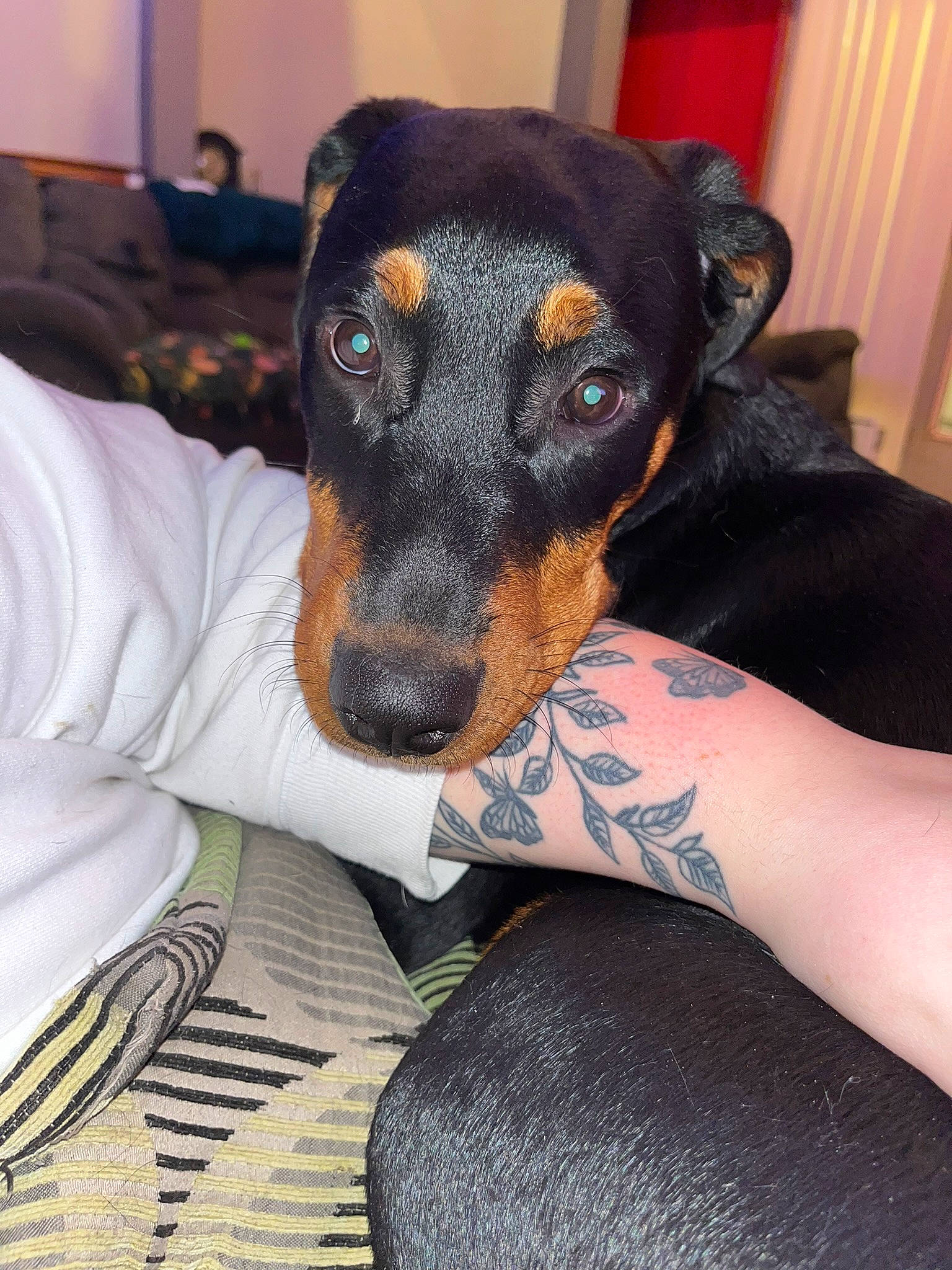 Laya joined the competition — help win amazing prizes! canidae, carnivore, comfort, companion_dog, curtain, dog, dog_breed, fawn, fur, guard_dog, houseplant, montenegrin_mountain_hound, pinscher, snout, sporting_group, toy_dog, whiskers, working_animal, working_dog