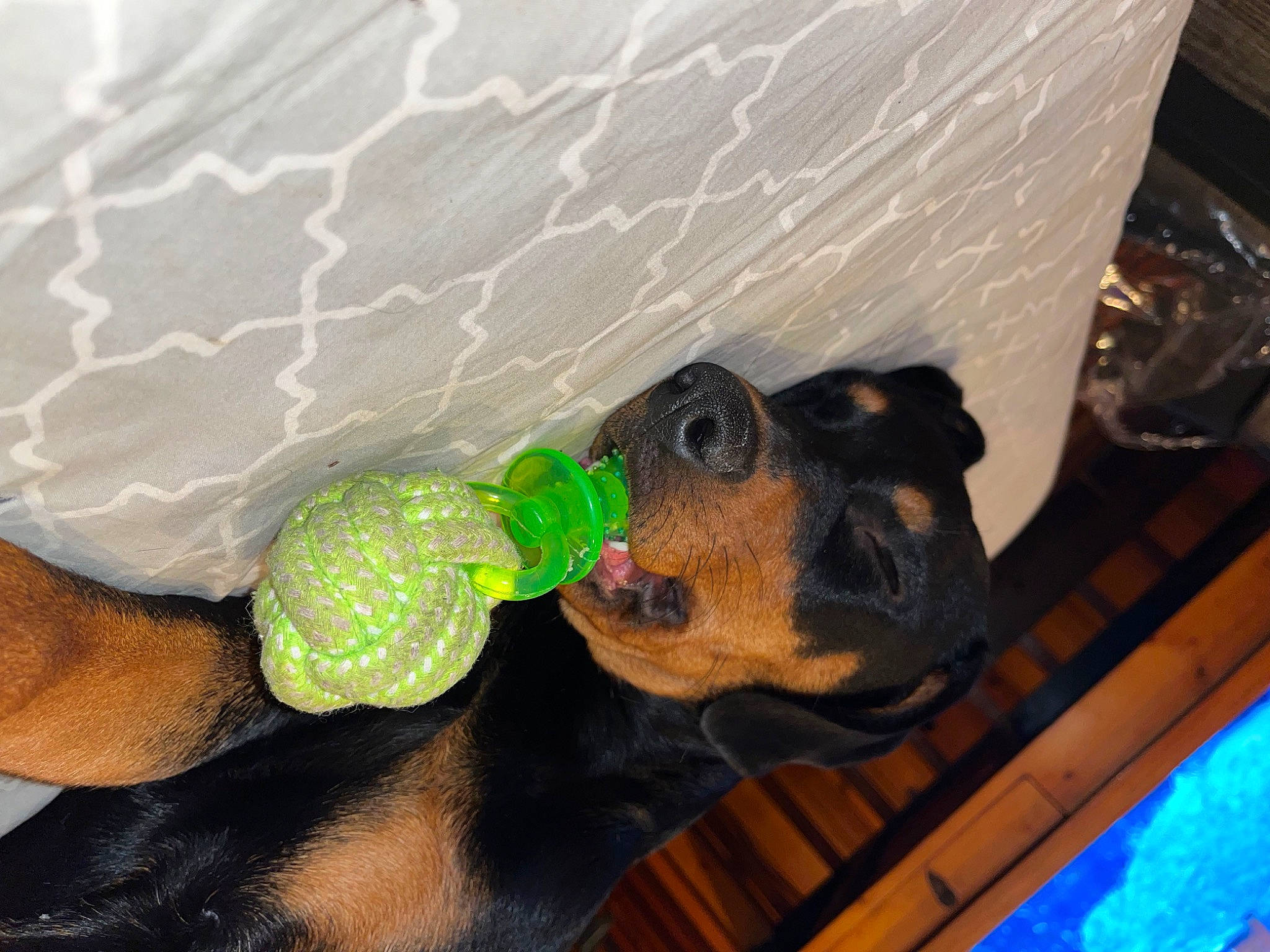 Laya is registered to the contest to win money with this photo: biting, canidae, carnivore, companion_dog, dog, dog_breed, dog_supply, ear, fawn, guard_dog, liver, paw, pet_supply, snout, sporting_group, tail, working_animal, working_dog