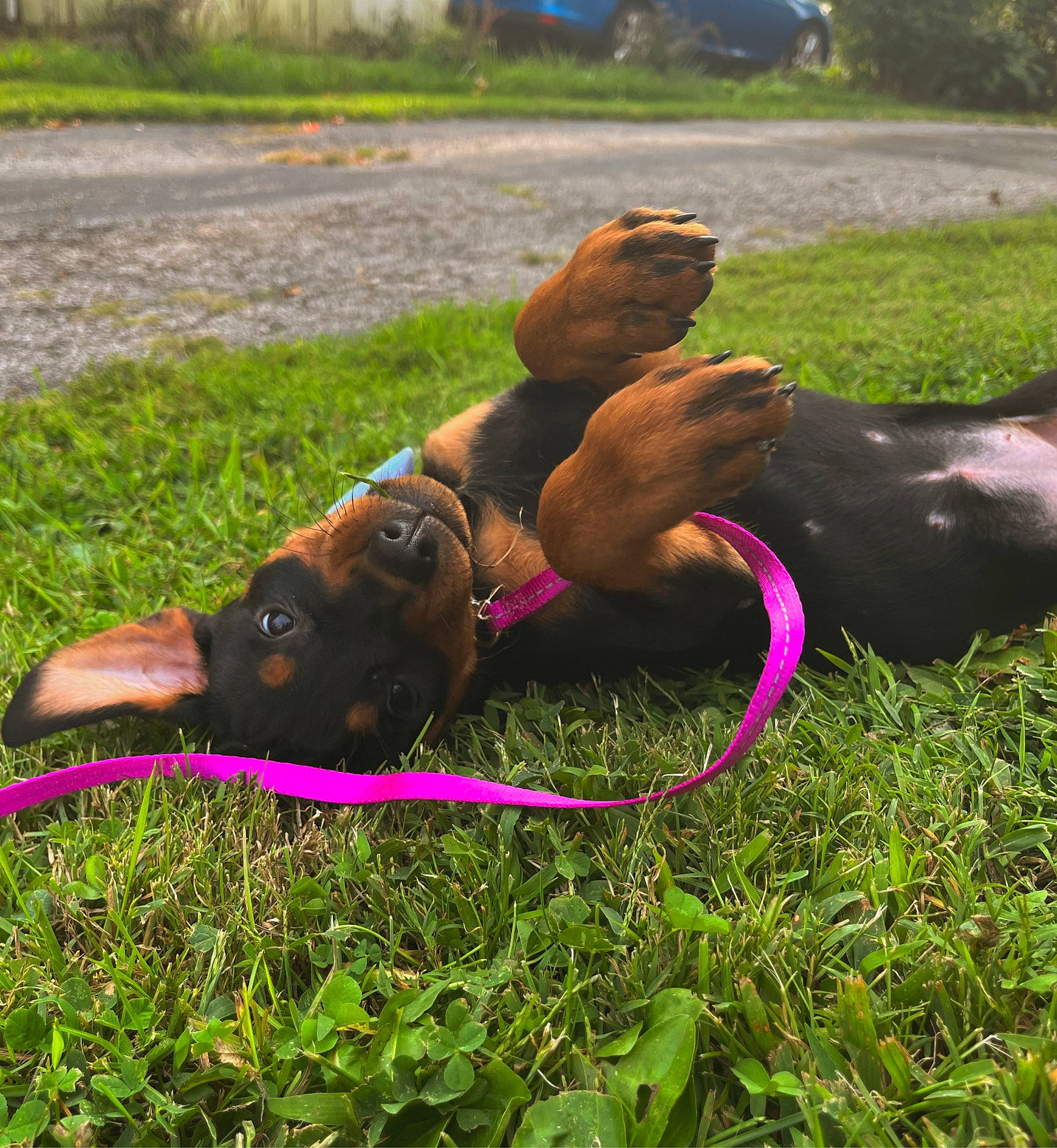 Laya is registered to the contest to win money with this photo: canidae, carnivore, collar, companion_dog, dog, dog_breed, dog_collar, fawn, grass, grassland, guard_dog, herbaceous_plant, human_leg, landscape, leash, liver, plant, sporting_group, tail, working_animal