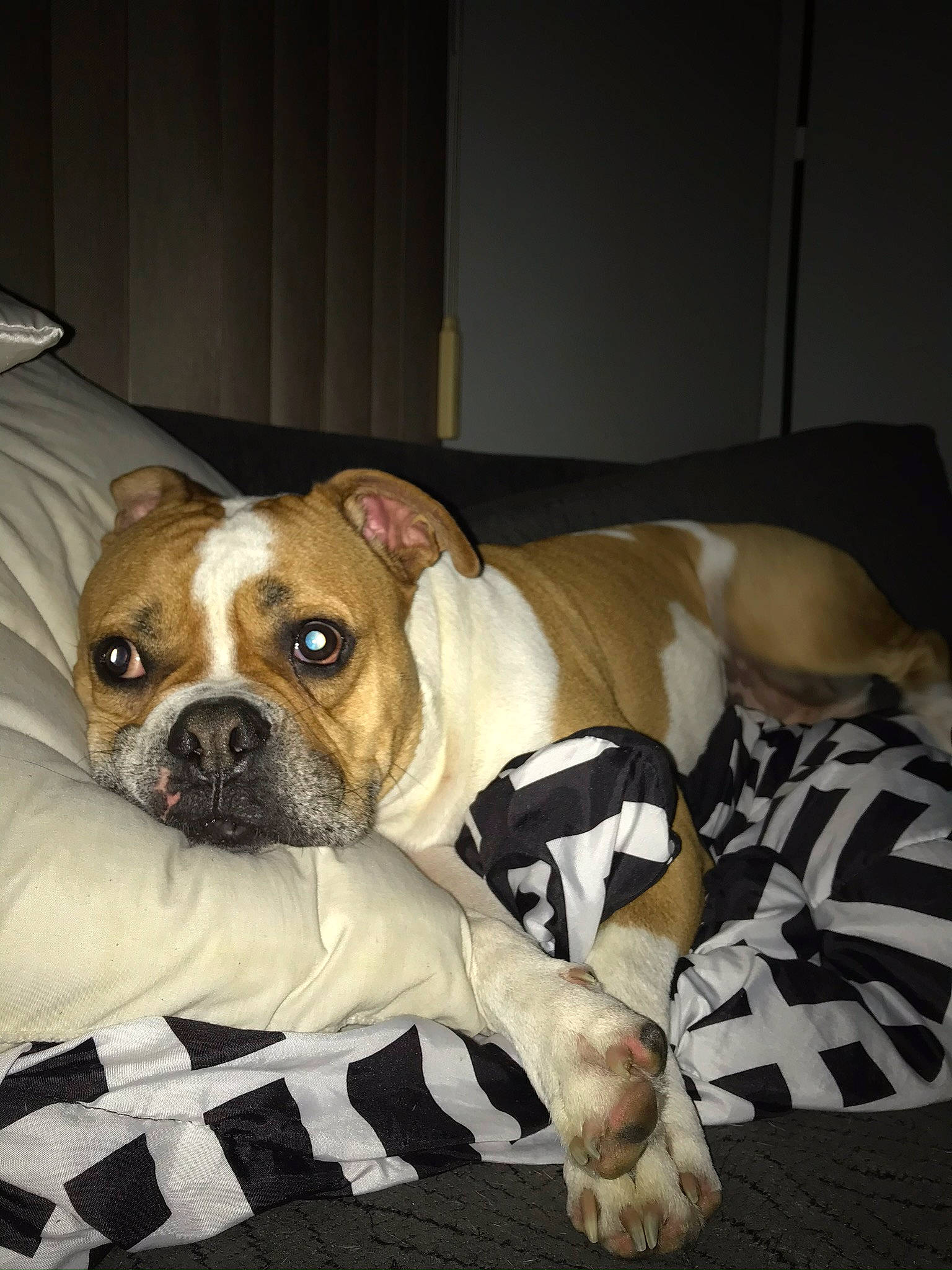 Scrappy joined the competition — help win amazing prizes! bored, bulldog, canidae, carnivore, collar, comfort, companion_dog, dog, dog_breed, ear, fawn, linens, non_sporting_group, snout, sporting_group, terrestrial_animal, toy_dog, whiskers, working_animal, wrinkle