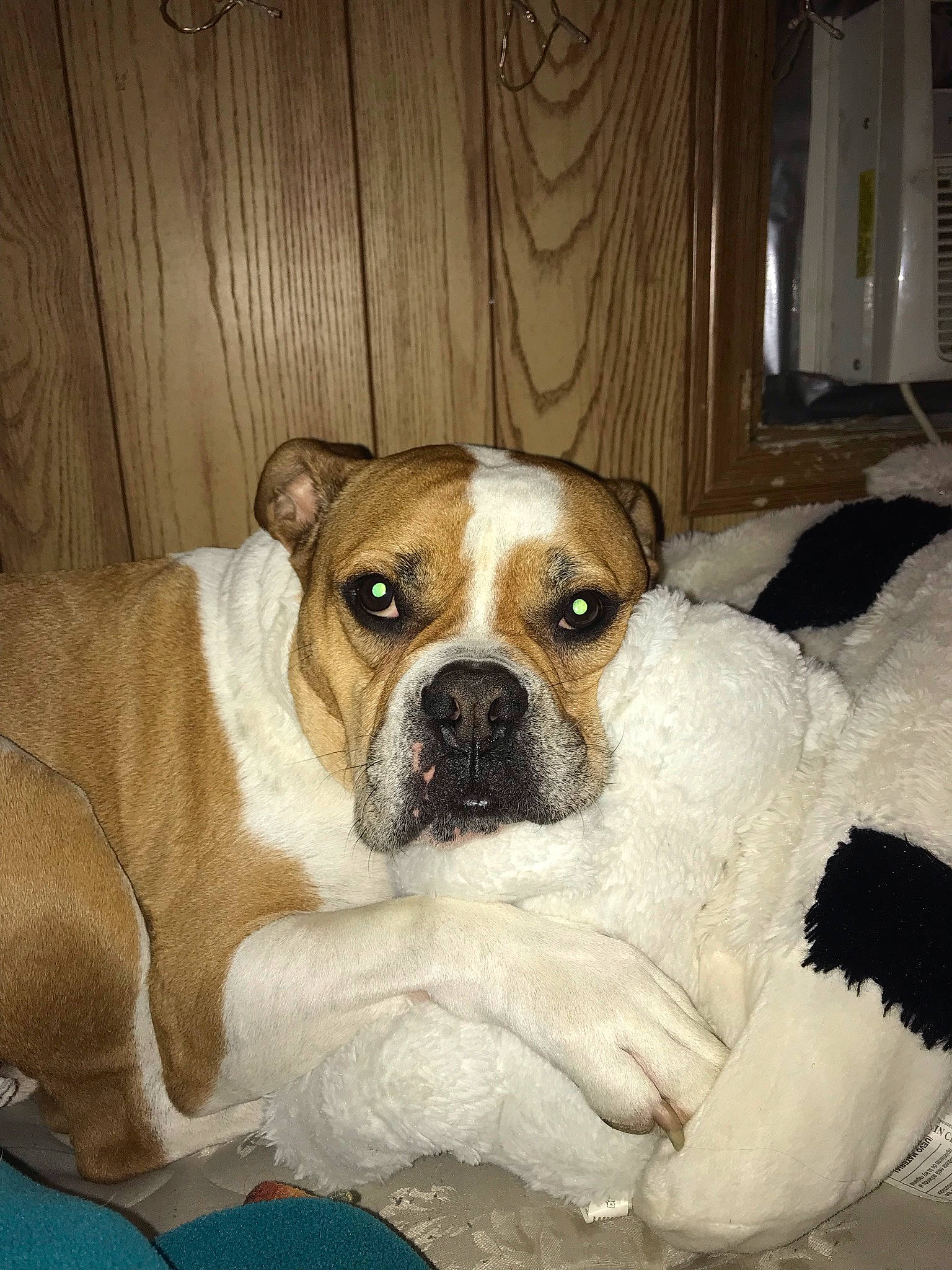 Scrappy is registered to the contest to win money with this photo: bored, boxer, canidae, carnivore, companion_dog, dog, dog_breed, eye, fawn, fur, molosser, puppy, snout, sporting_group, terrestrial_animal, whiskers, wood, working_animal, working_dog, wrinkle