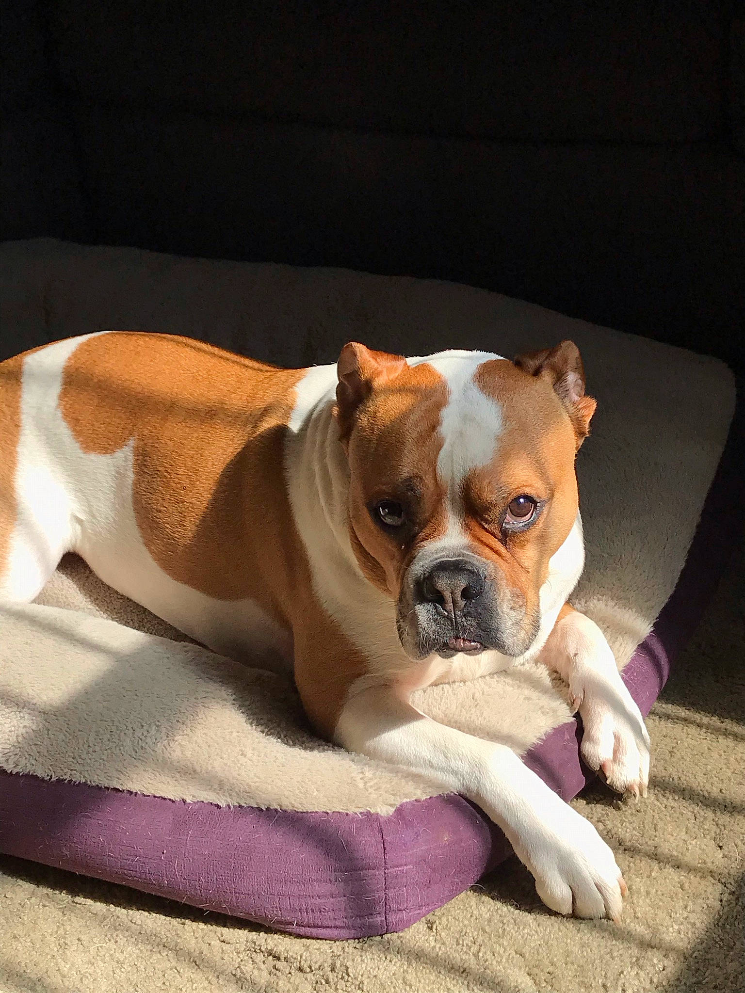 Scrappy is registered to the contest to win money with this photo: bored, bulldog, canidae, carnivore, club_chair, comfort, companion_dog, dog, dog_breed, fawn, flooring, non_sporting_group, old_english_bulldog, snout, sporting_group, terrestrial_animal, toy_dog, whiskers, working_animal, wrinkle