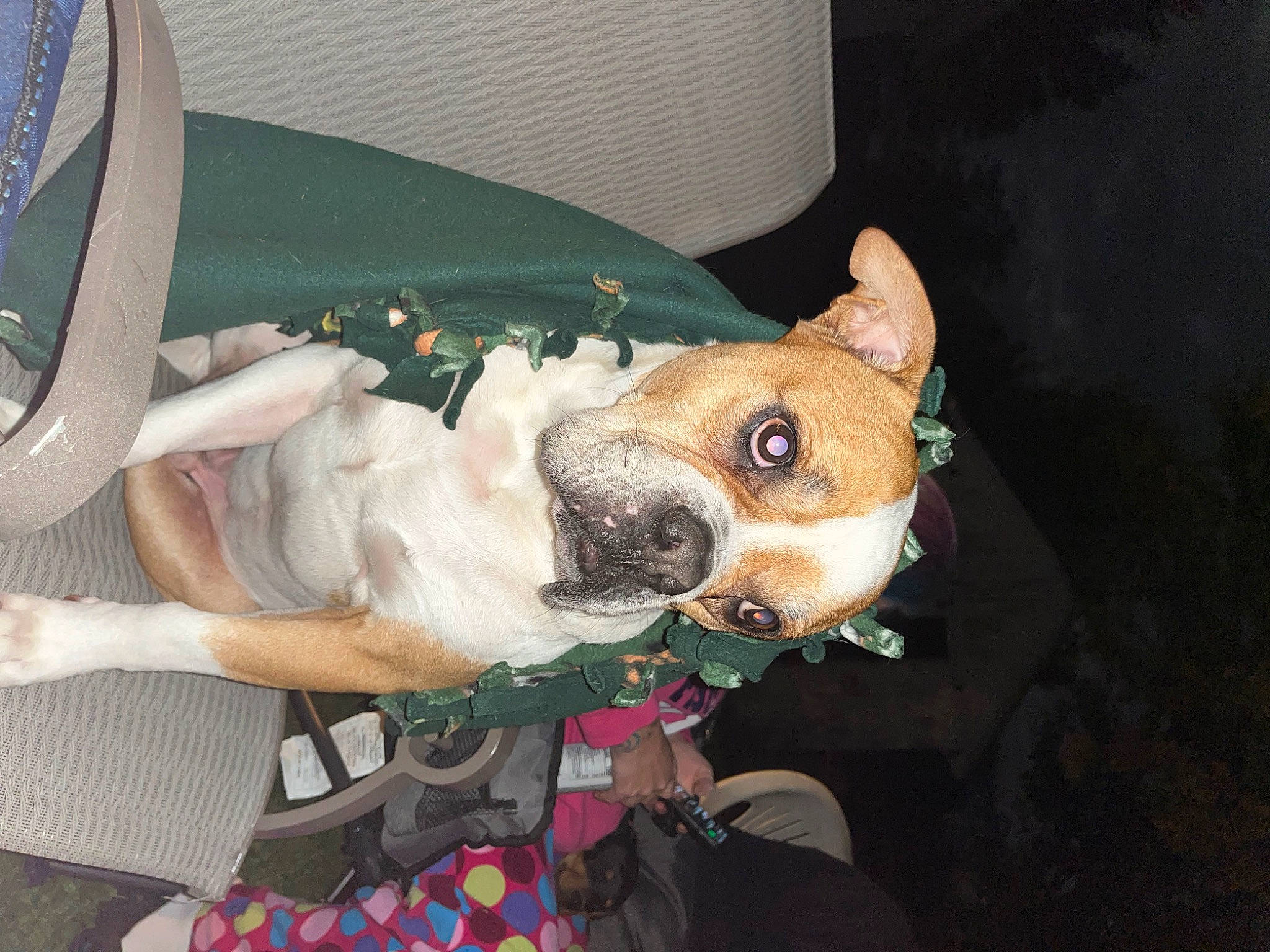 Scrappy is registered to the contest to win money with this photo: canidae, carnivore, collar, comfort, companion_dog, dog, dog_breed, dog_clothes, dog_collar, dog_supply, ear, fawn, fur, hat, non_sporting_group, snout, sporting_group, toy_dog, whiskers, working_animal