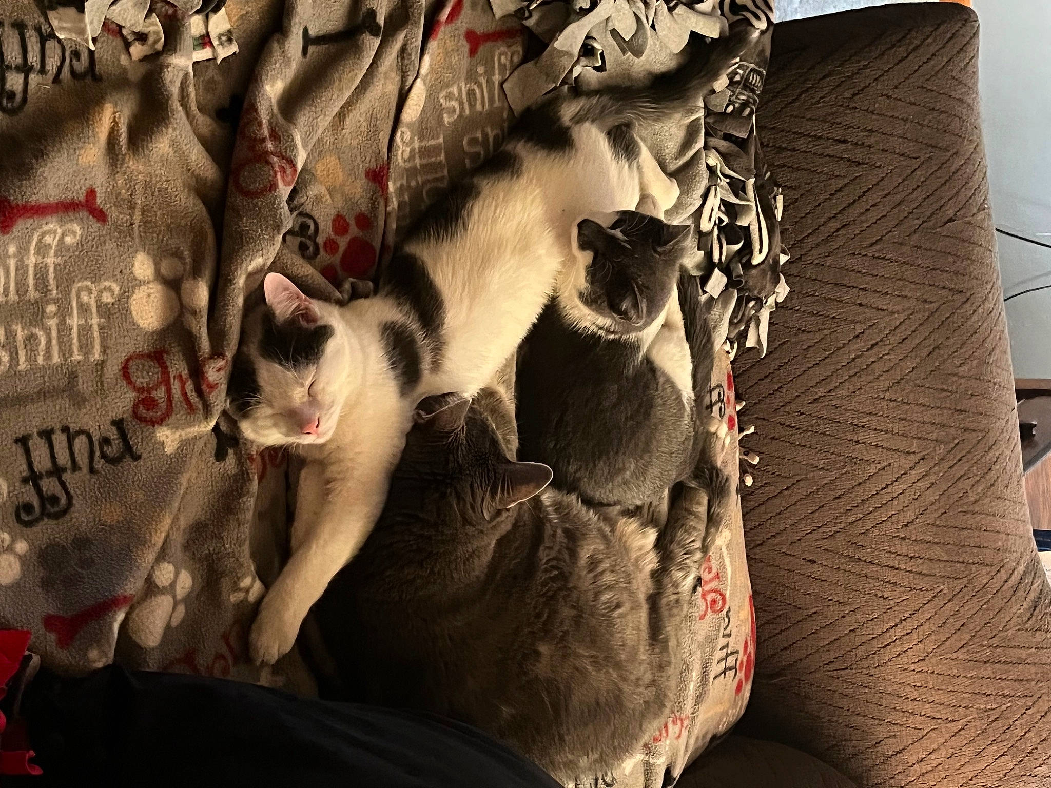 Shadow is registered to the contest to win money with this photo: bag, carmine, carnivore, cat, comfort, domestic_short_haired_cat, fang, fawn, felidae, font, fur, graphic_design, linens, pattern, paw, small_to_medium_sized_cats, snout, tail, visual_arts, whiskers