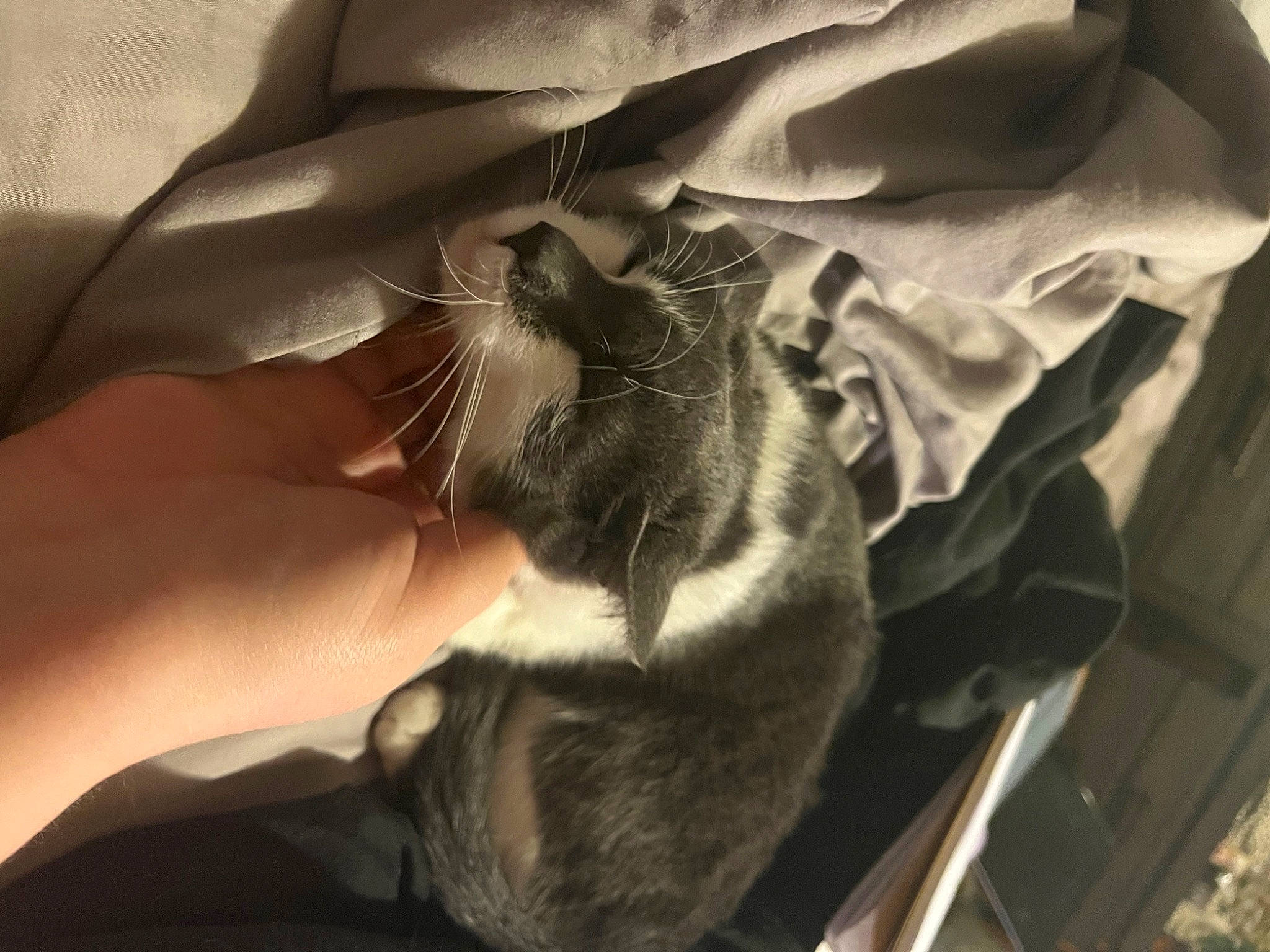 Shadow joined the competition — help win amazing prizes! carnivore, cat, comfort, domestic_short_haired_cat, dress, fashion_accessory, feather, felidae, foot, fur, glove, human_leg, nail, paw, small_to_medium_sized_cats, tail, tints_and_shades, whiskers, wing, wrist