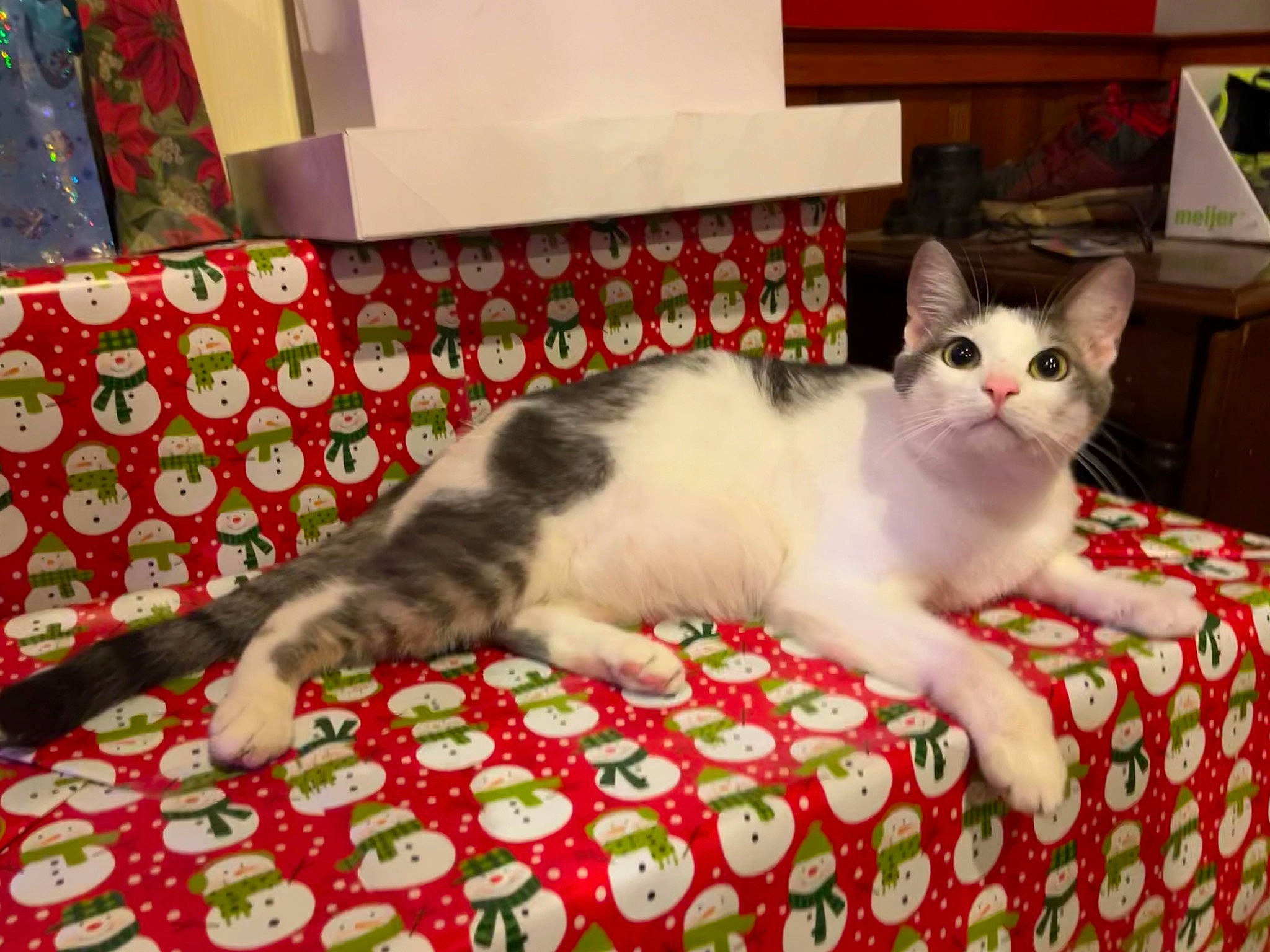 Luna is registered to the contest to win money with this photo: carmine, carnivore, cat, comfort, creative_arts, curtain, event, felidae, flooring, fur, linens, pattern, plant, room, small_to_medium_sized_cats, tail, whiskers