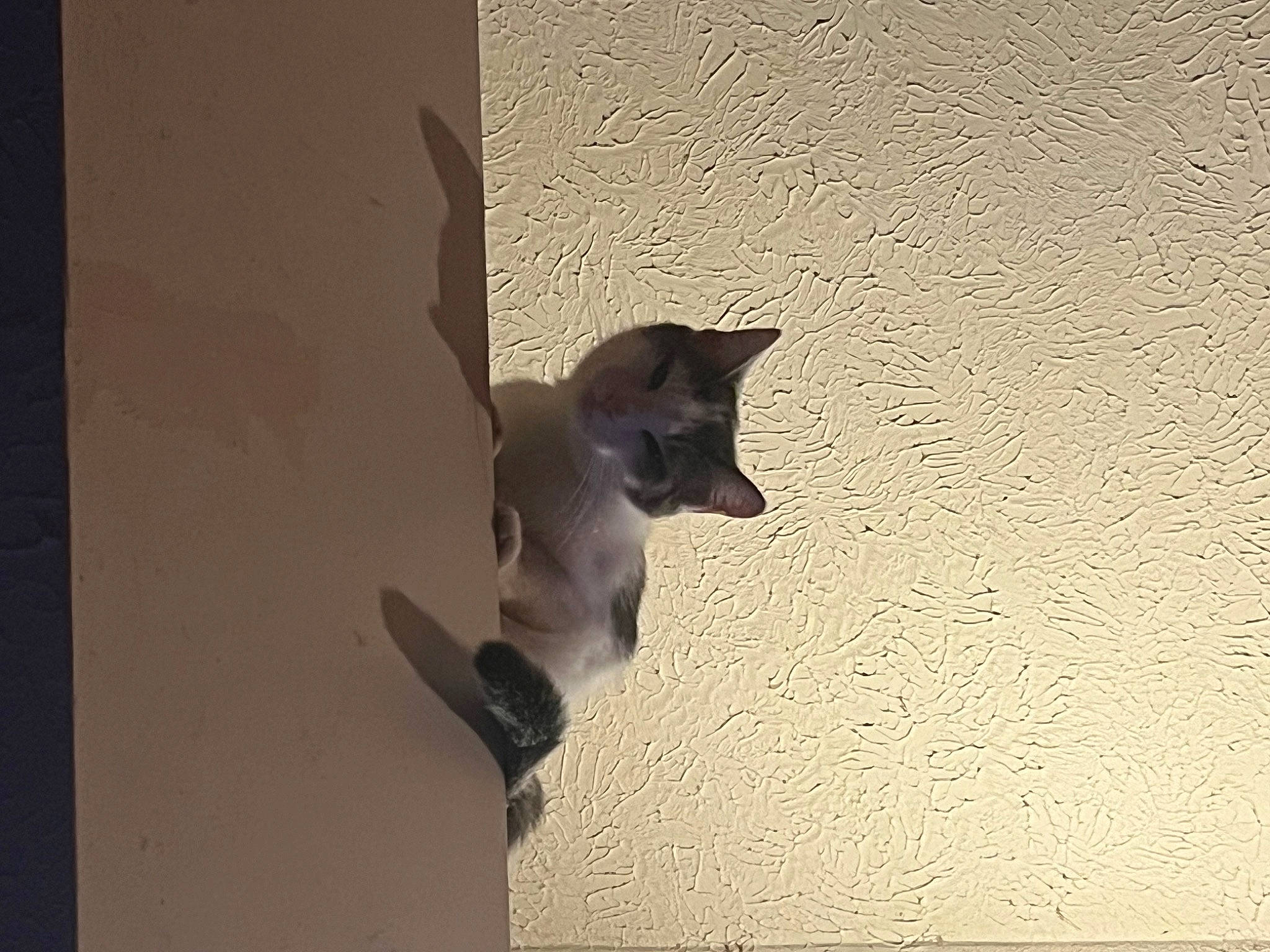 Luna is registered to the contest to win money with this photo: art, canidae, carnivore, cat, door, felidae, flooring, hardwood, metal, plaster, room, shadow, small_to_medium_sized_cats, snout, still_life_photography, tail, tints_and_shades, visual_arts, window, wood