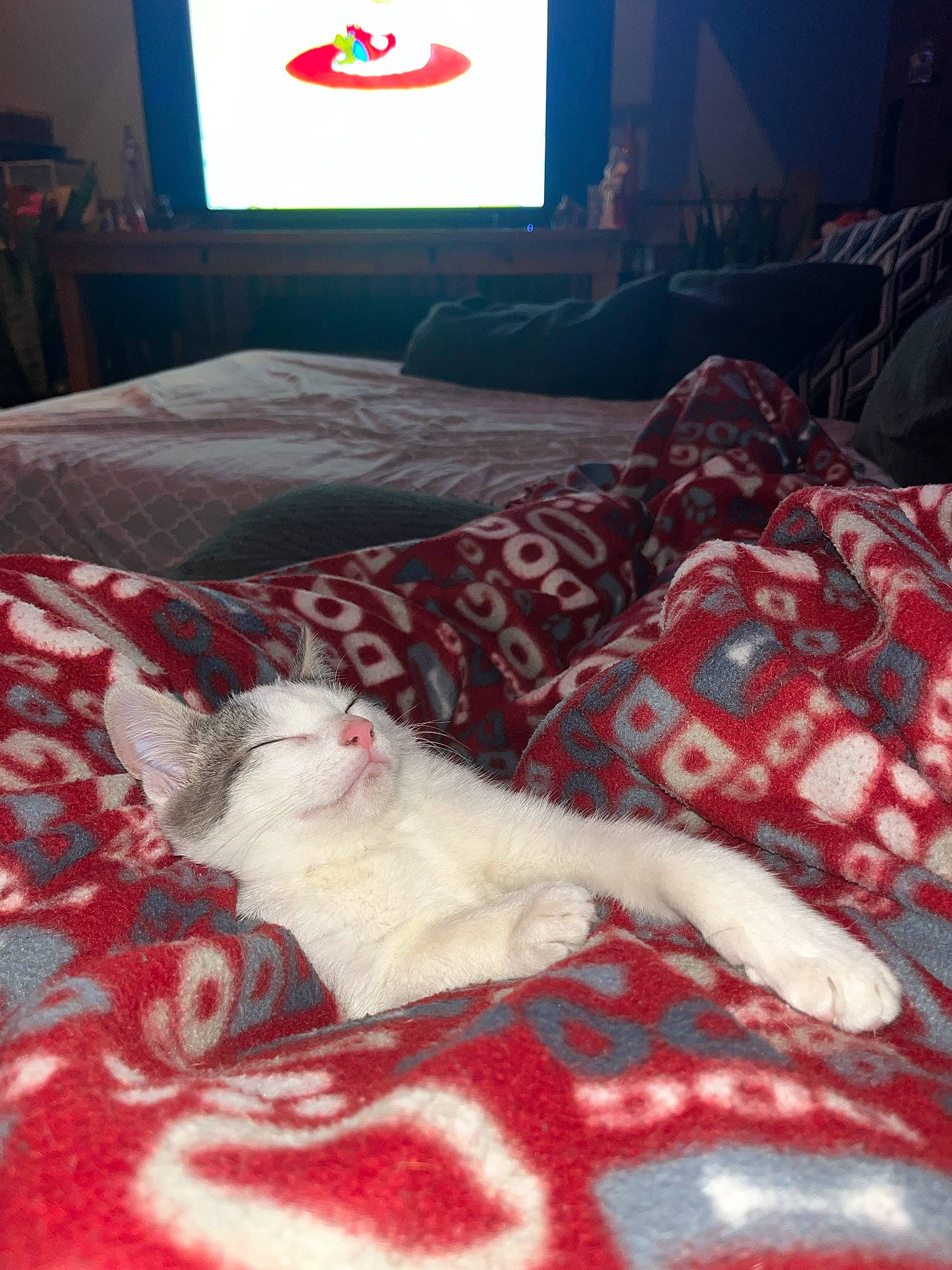 Luna joined the competition — help win amazing prizes! bed, bedding, bedroom, carnivore, comfort, companion_dog, couch, dog_breed, felidae, flooring, interior_design, linens, pattern, pillow, red, room, small_to_medium_sized_cats, tail, television, television_set