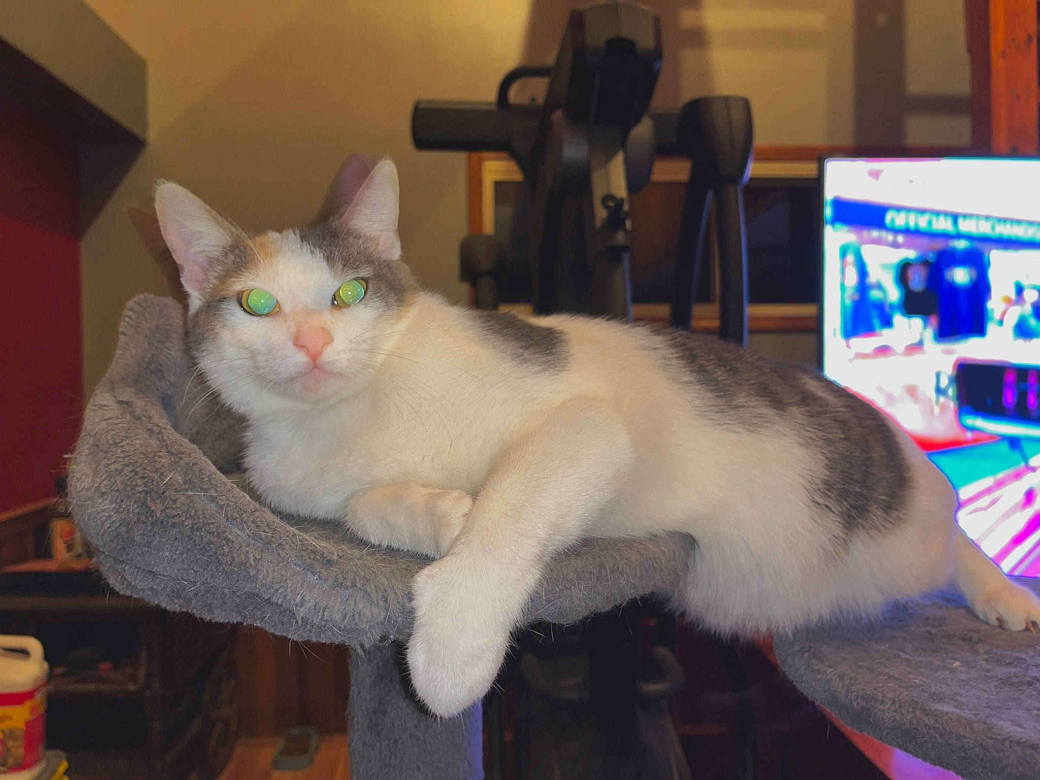 Luna joined the competition — help win amazing prizes! carnivore, cat, claw, computer, display_device, domestic_short_haired_cat, fawn, felidae, fur, input_device, led_backlit_lcd_display, paw, personal_computer, small_to_medium_sized_cats, snout, tail, whiskers