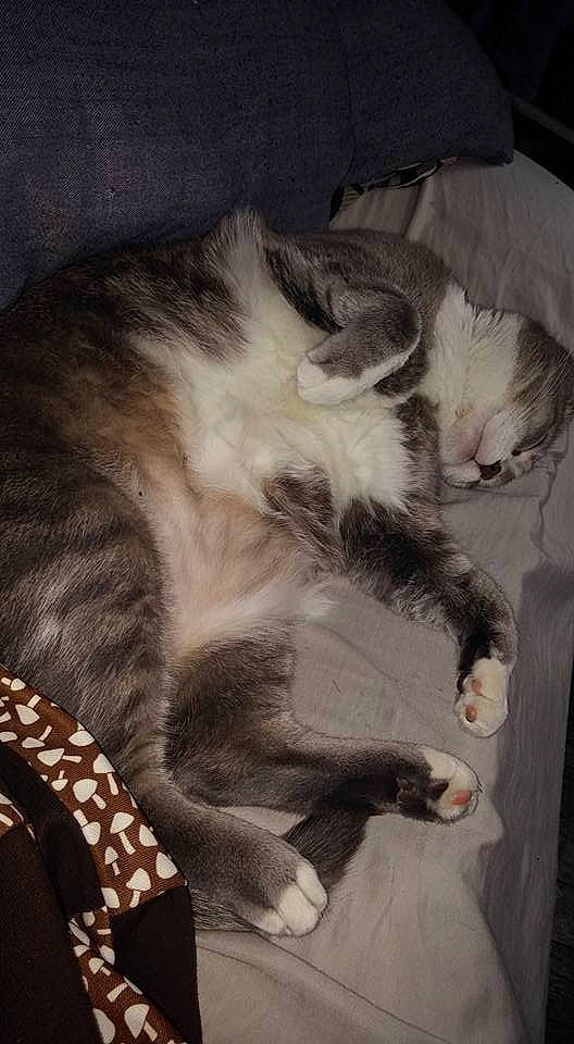 Macy joined the competition — help win amazing prizes! carnivore, cat, claw, cloud, comfort, domestic_short_haired_cat, felidae, flooring, fur, nap, paw, sky, sleep, small_to_medium_sized_cats, snout, tail, whiskers