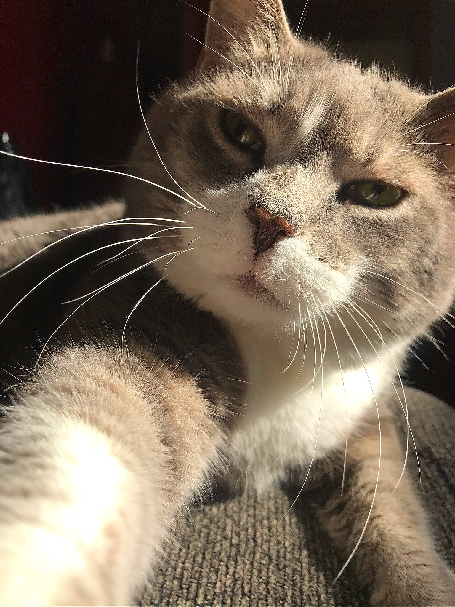 Macy is registered to the contest to win money with this photo: carnivore, cat, claw, comfort, domestic_short_haired_cat, ear, eye, felidae, fur, macro_photography, monochrome_photography, paw, small_to_medium_sized_cats, snout, tail, terrestrial_animal, whiskers