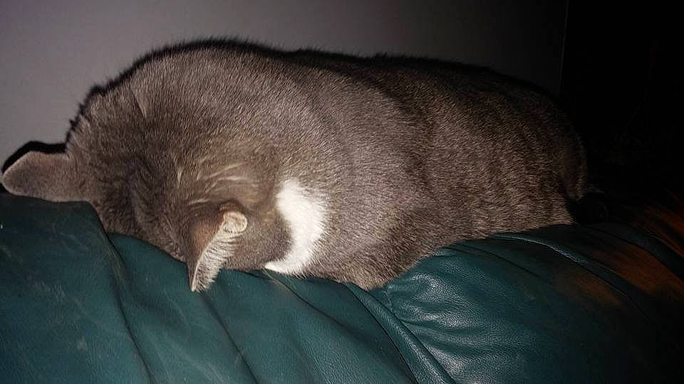 Macy is registered to the contest to win money with this photo: canidae, carnivore, comfort, darkness, dog_breed, domestic_short_haired_cat, ear, felidae, fur, grey, nap, sleep, small_to_medium_sized_cats, snout, sporting_group, tail, terrestrial_animal, whiskers