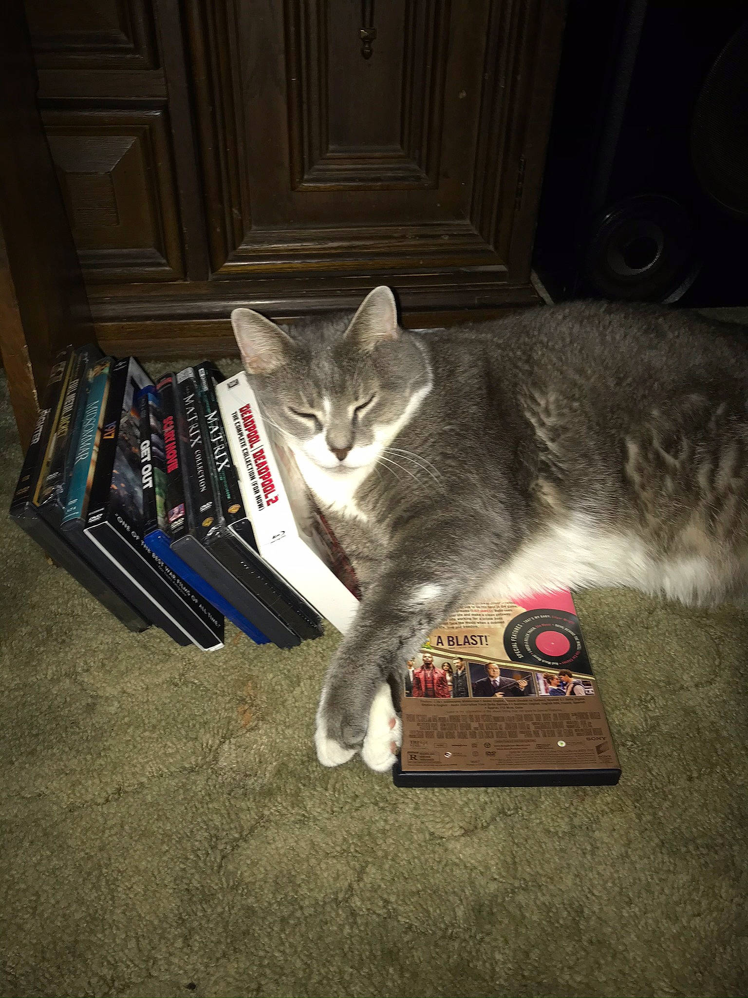 Macy is registered to the contest to win money with this photo: box, carnivore, cat, comfort, darkness, domestic_short_haired_cat, felidae, fur, grey, human_leg, lap, night, paw, photo_caption, publication, sitting, small_to_medium_sized_cats, tail, whiskers, wood