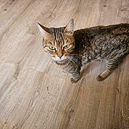 Tigresse a rejoint le concours — aidez-le/la à gagner de superbes lots ! cat, tabby, green_eyes, wooden_floor, pet, animal, feline, whiskers, ears, fur, indoor, curious, standing, looking_up, domestic_cat, mammal, house_pet, alert, close_up, brown
