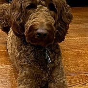 Scooby joined the competition — help win amazing prizes! dog, brown, curly_fur, pet, indoor, wooden_floor, collar, tag, furniture, close_up, animal, cute, mammal, companion, laying_down, domestic, friendly, fur, canine, house