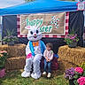 child, easter_bunny, costume, hay_bales, flowers, sign, blue_canopy, grass, outdoor, spring, festive, celebration, pink_flowers, purple_flowers, greenery, smiling, person, cute, holiday, event
