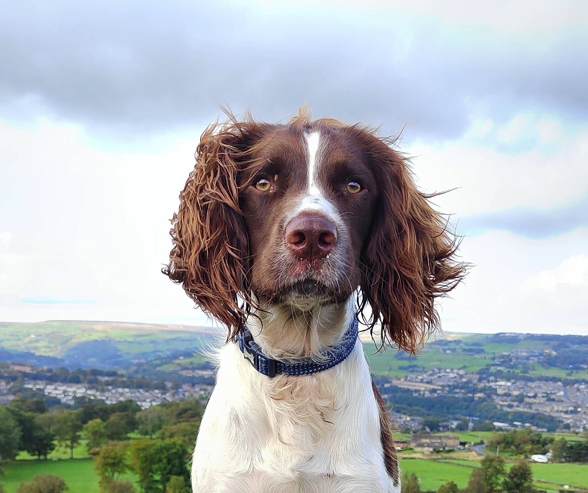 Oslo is registered to the contest to win money with this photo: canidae, carnivore, cloud, companion_dog, cumulus, dog, dog_breed, dog_collar, fur, gun_dog, landscape, liver, plant, pointing_breed, pont_audemer_spaniel, sky, snout, spaniel, sporting_group, tree