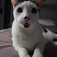 Zander joined the competition — help win amazing prizes! animal, bed, big_eyes, black_markings, cat, close_up, closeup, curious, domestic_cat, gazing, indoor, lying_down, muzzle, paws, pet, pink_nose, portrait, soft_light, whiskers, white_fur